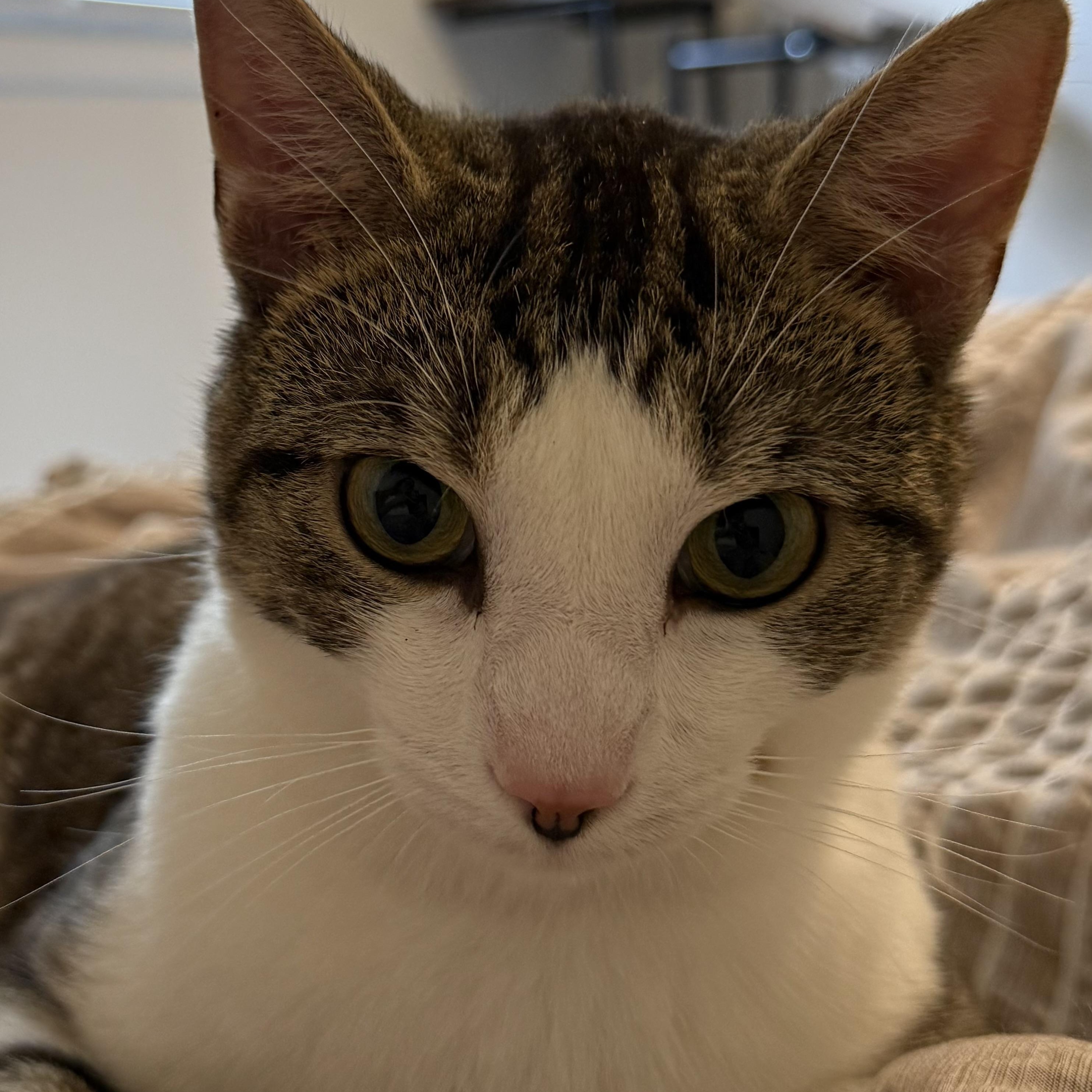 Enlarge RUFUS, a Adopted mixed breed in Columbus, OH image 4/4
