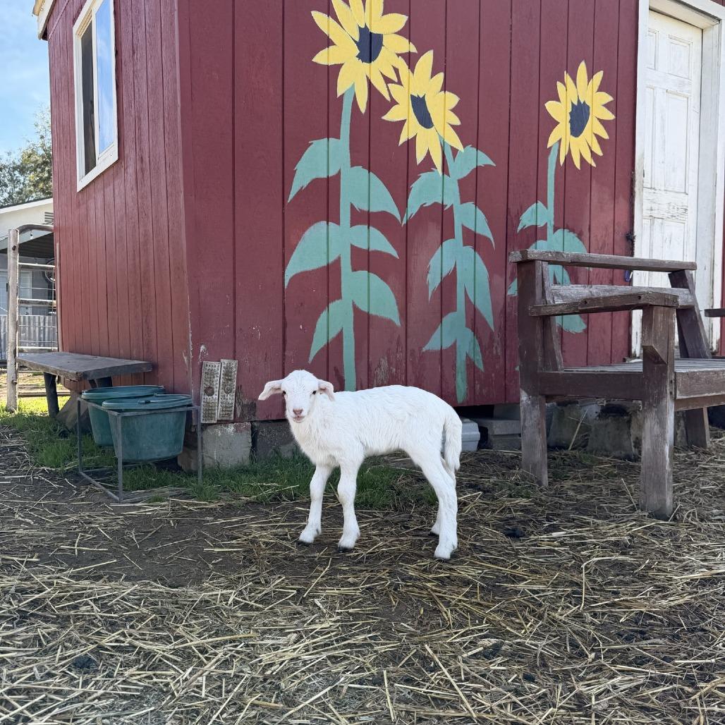 Enlarge Poppy, a Adoptable Sheep in Elverta, CA image 1/1