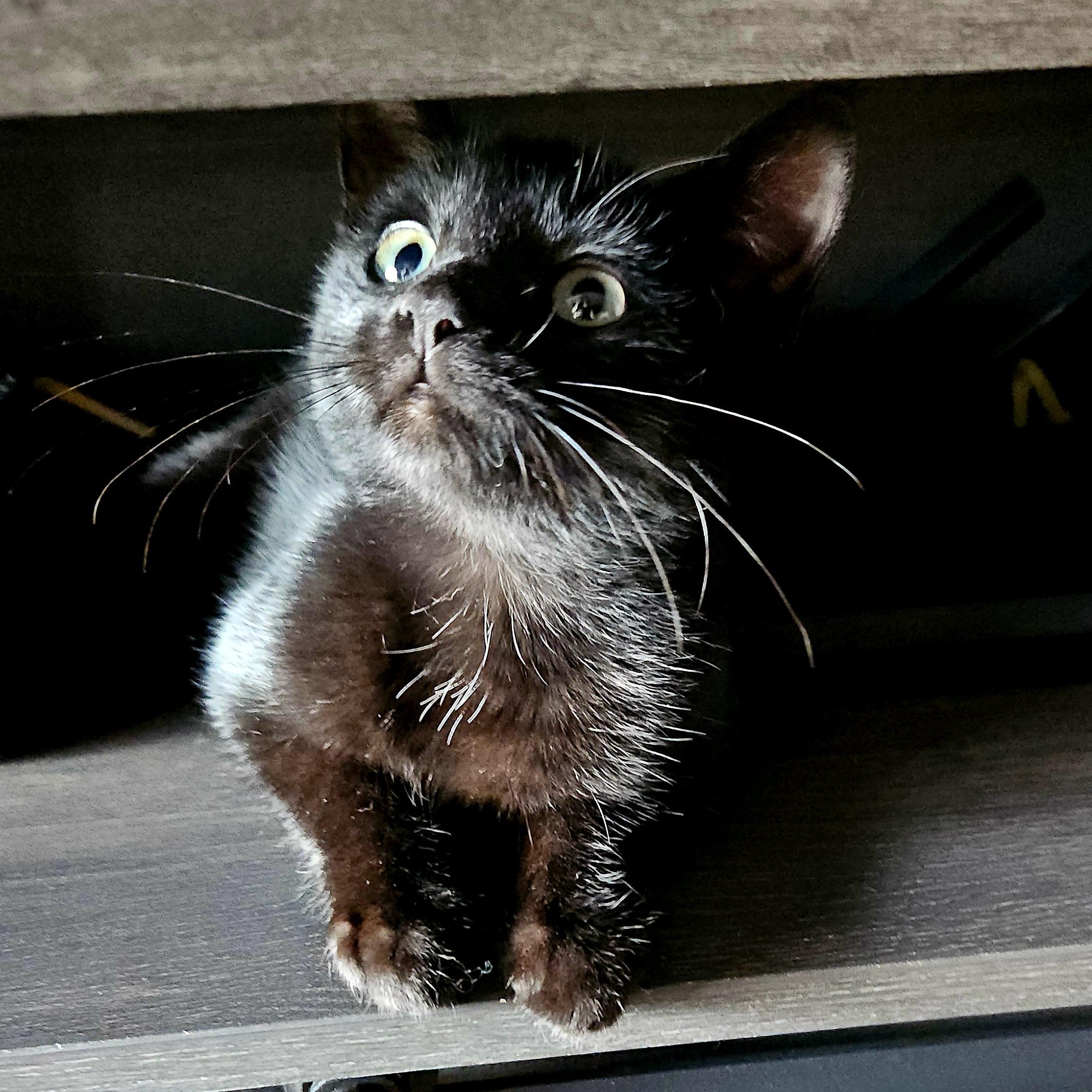Enlarge Luna (Whiskers Society), a Adoptable Domestic Short Hair in Watertown, WI image 2/3
