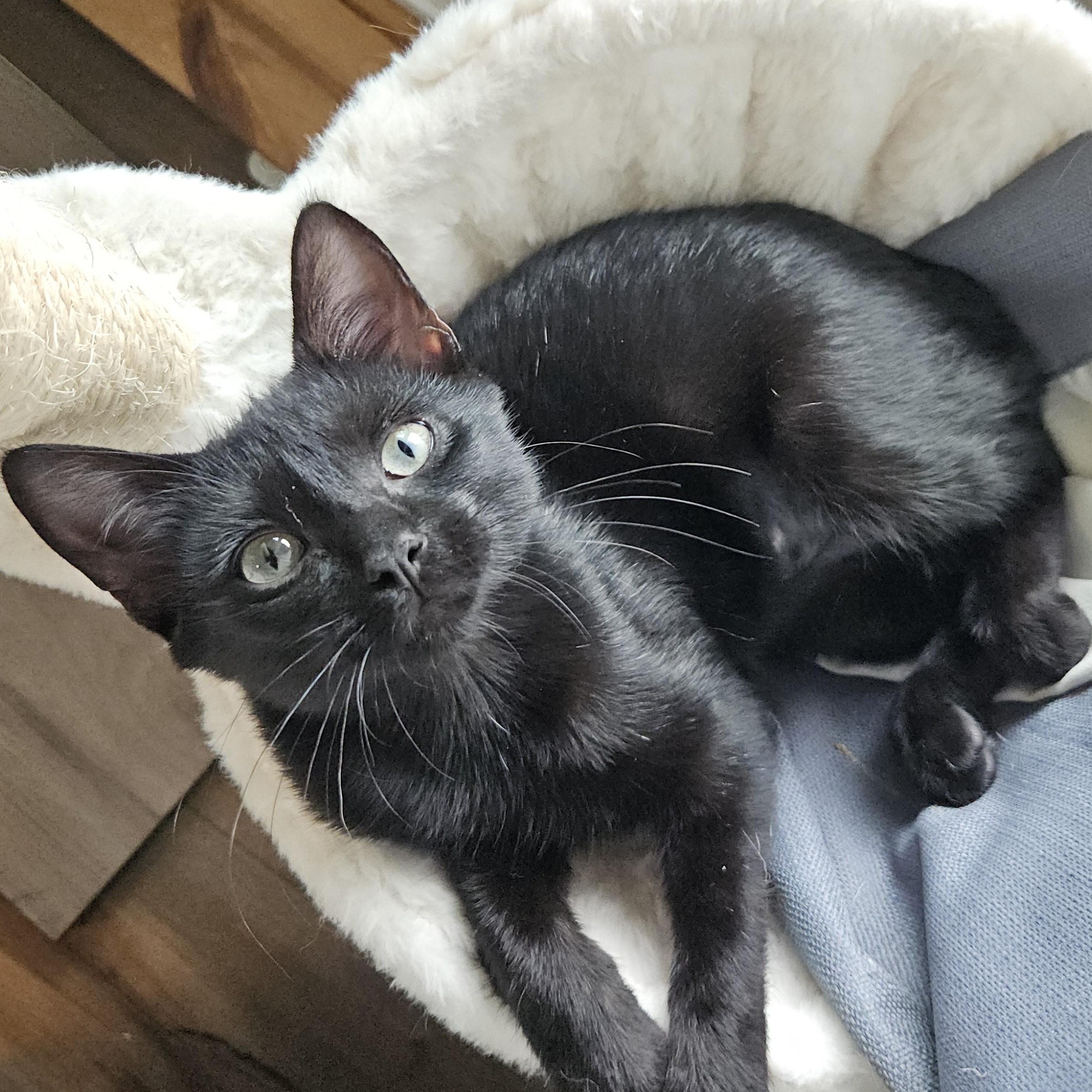 Enlarge Luna (Whiskers Society), a Adoptable Domestic Short Hair in Watertown, WI image 1/3