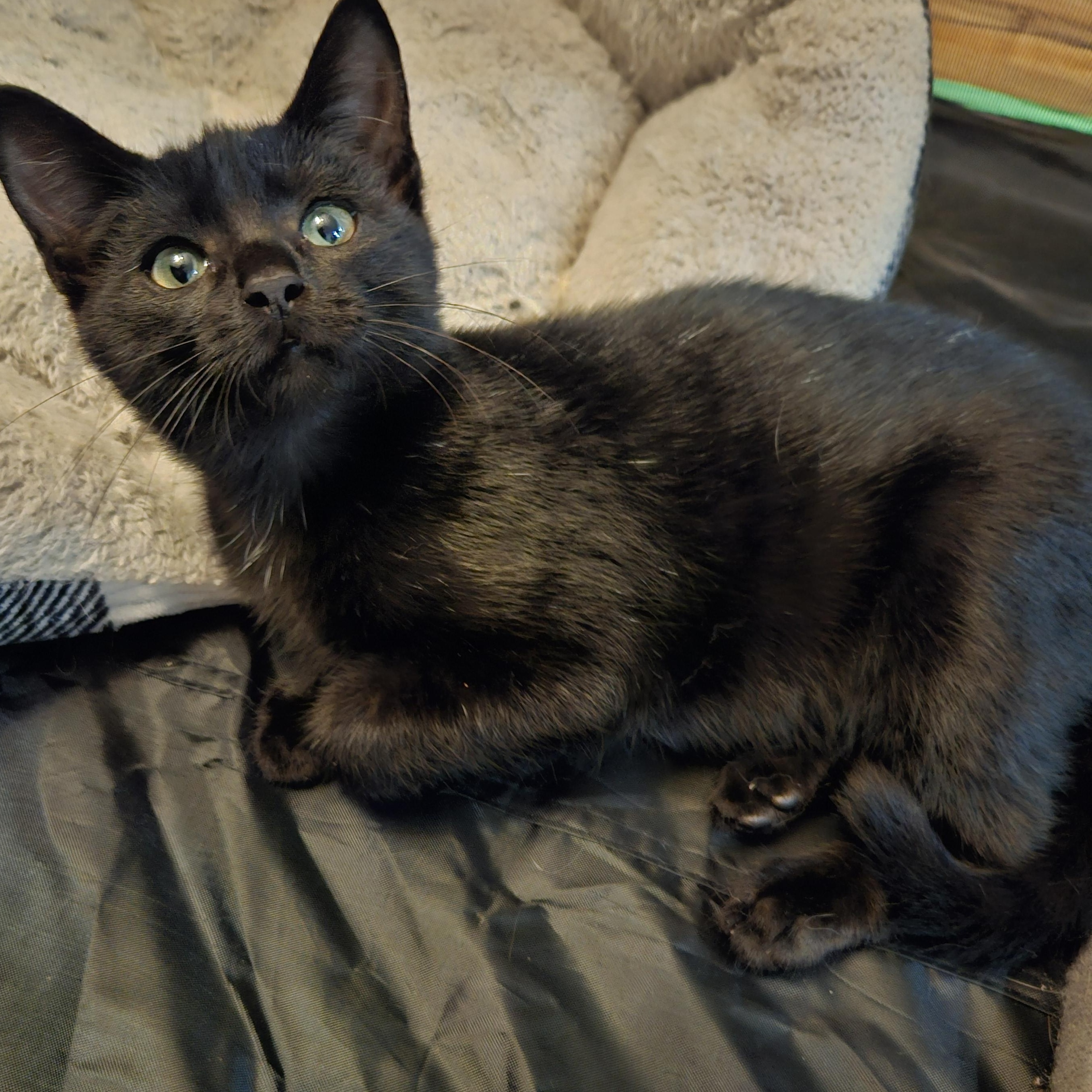Enlarge Luna (Whiskers Society), a Adoptable Domestic Short Hair in Watertown, WI image 3/3