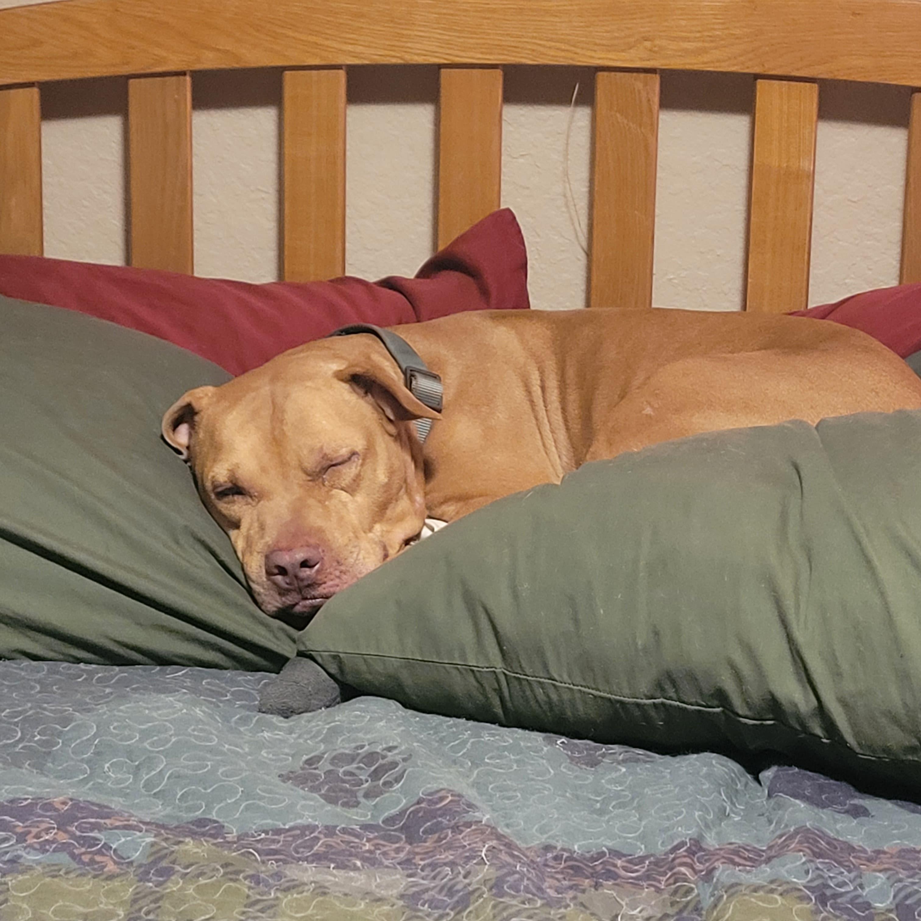 Enlarge Doggo, a Adopted mixed breed in Arlee, MT image 2/6