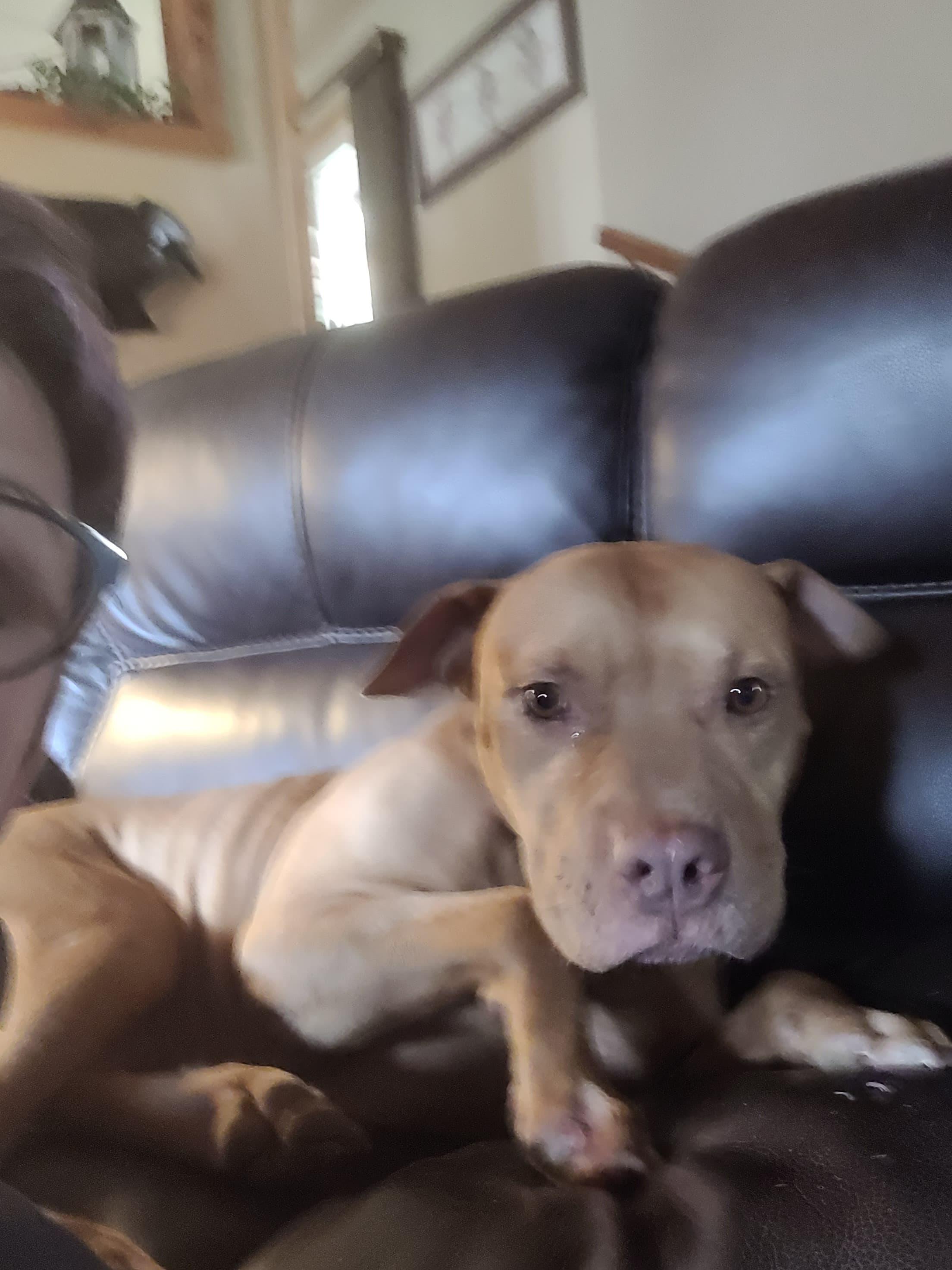 Enlarge Doggo, a Adopted mixed breed in Arlee, MT image 3/6