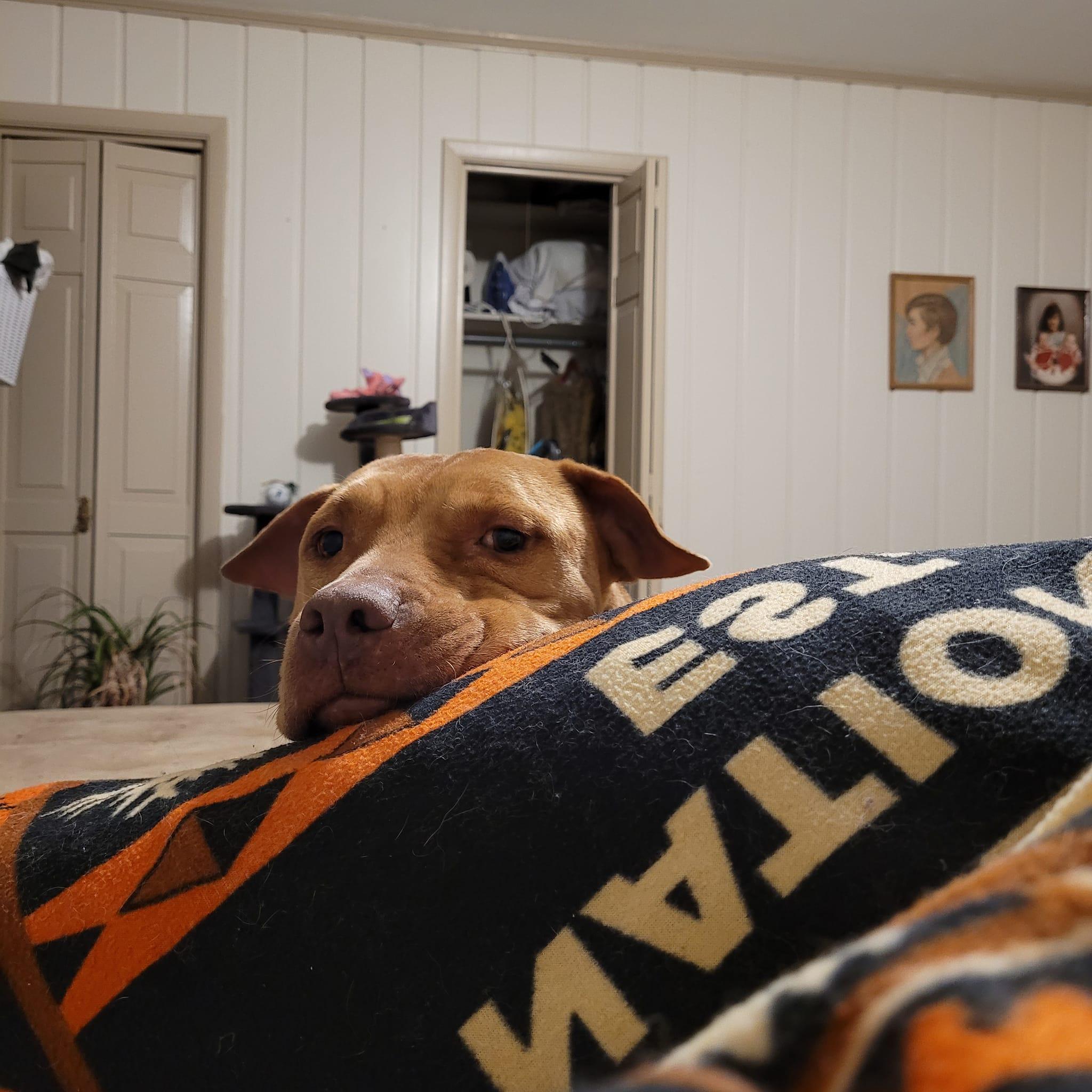 Enlarge Doggo, a Adopted mixed breed in Arlee, MT image 4/6