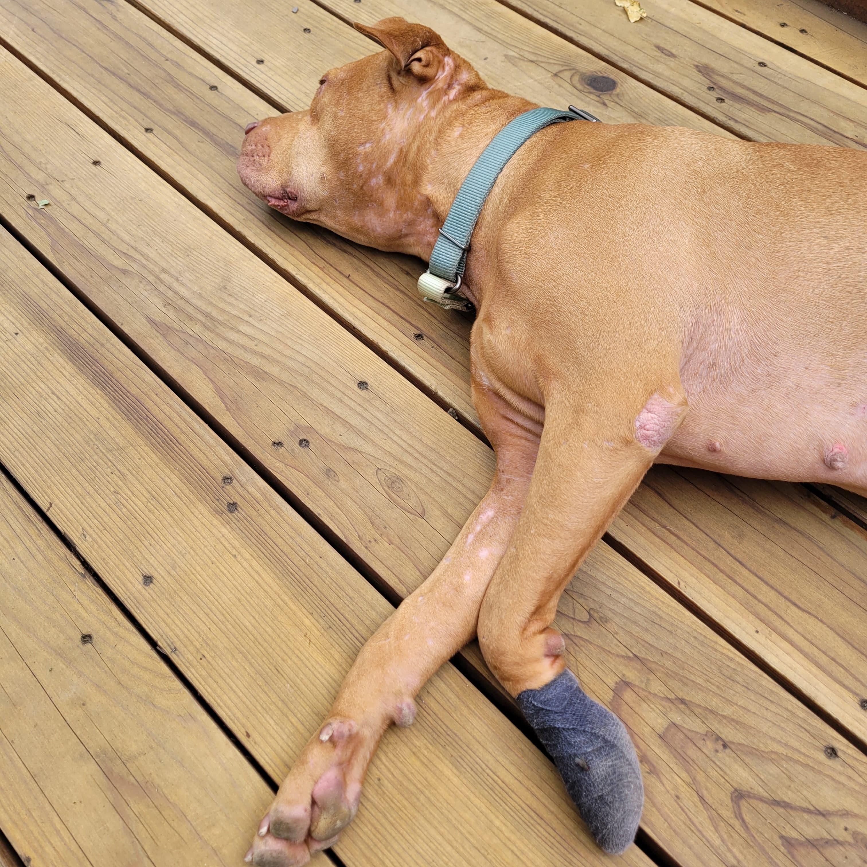 Enlarge Doggo, a Adopted mixed breed in Arlee, MT image 5/6