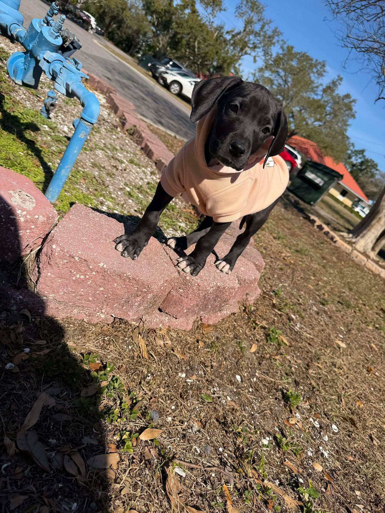Enlarge Gravy, an adopted Great Dane in Lakeland, FL image 2/6