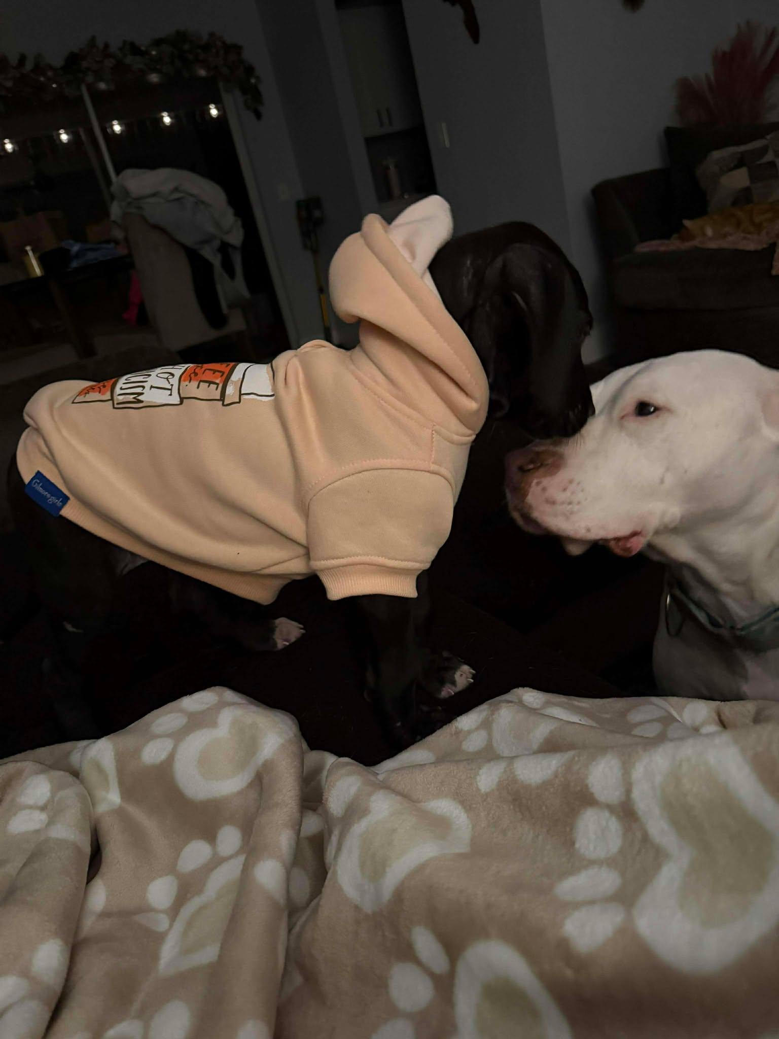 Enlarge Gravy, an adopted Great Dane in Lakeland, FL image 3/6