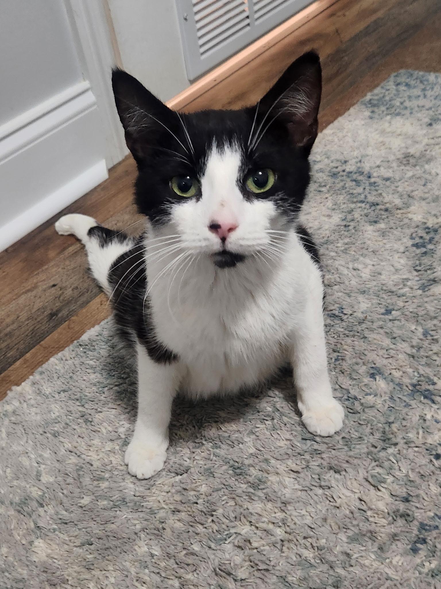 Lovie, ADOPTABLE, Adult Female Domestic Short Hair.