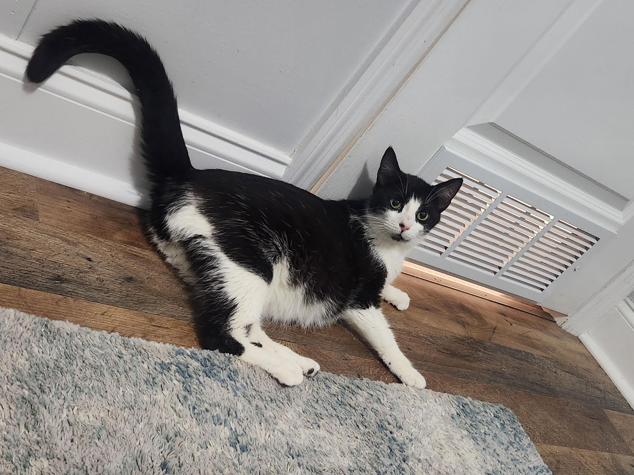 Enlarge Lovie, a ADOPTABLE Domestic Short Hair in Statesboro, GA image 2/2