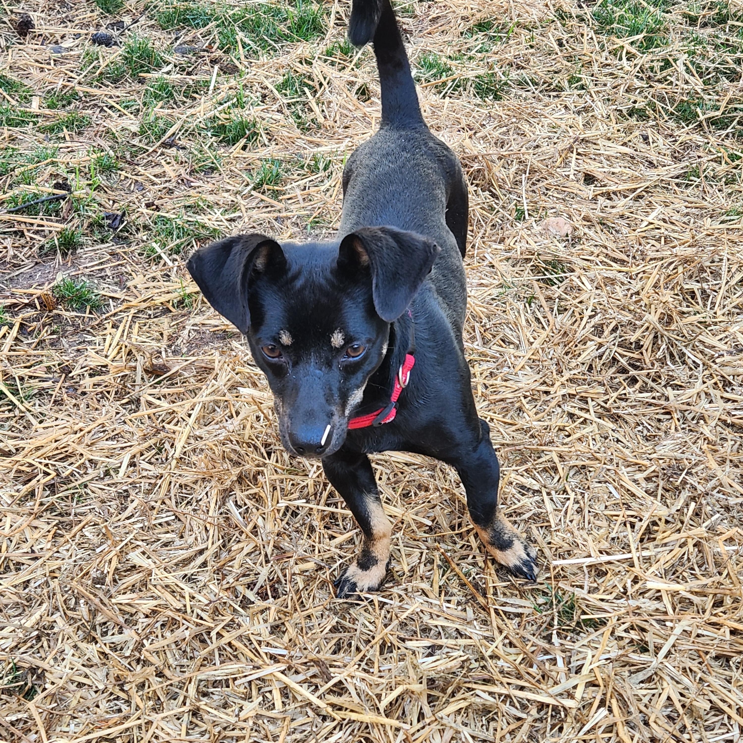 Enlarge TEDDY, an adoptable Chiweenie in Troutman, NC image 3/4
