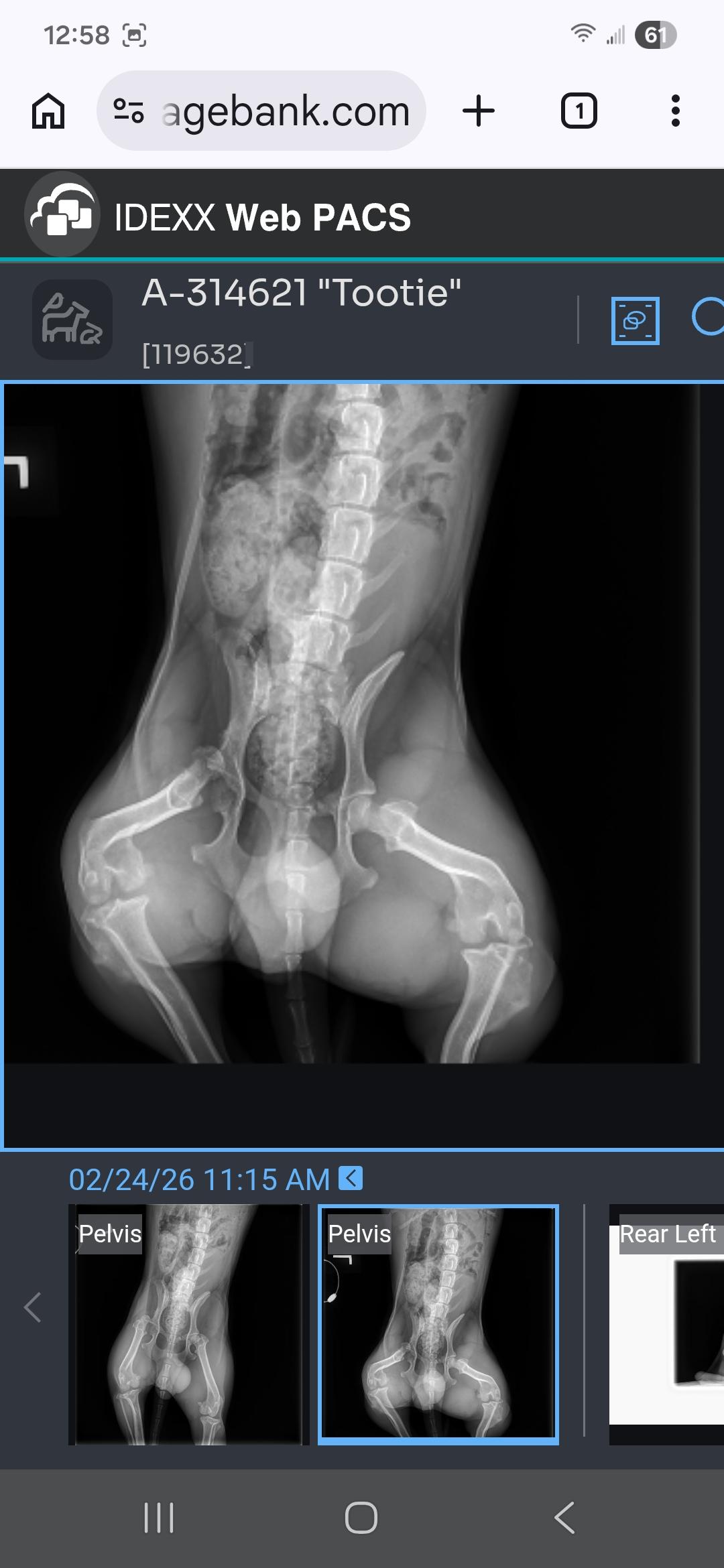 Enlarge TEDDY, an adoptable Chiweenie in Troutman, NC image 4/4