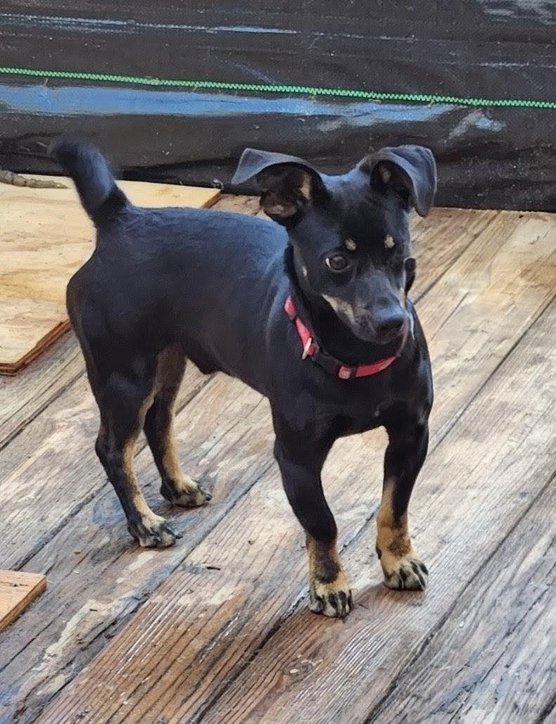 Enlarge TEDDY, an adoptable Chiweenie in Troutman, NC image 1/4
