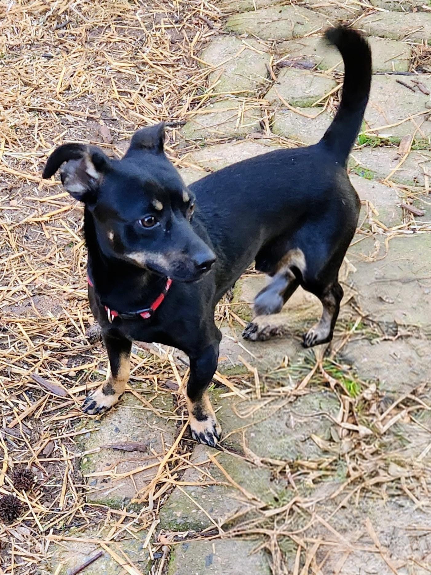 Enlarge TEDDY, an adoptable Chiweenie in Troutman, NC image 2/4
