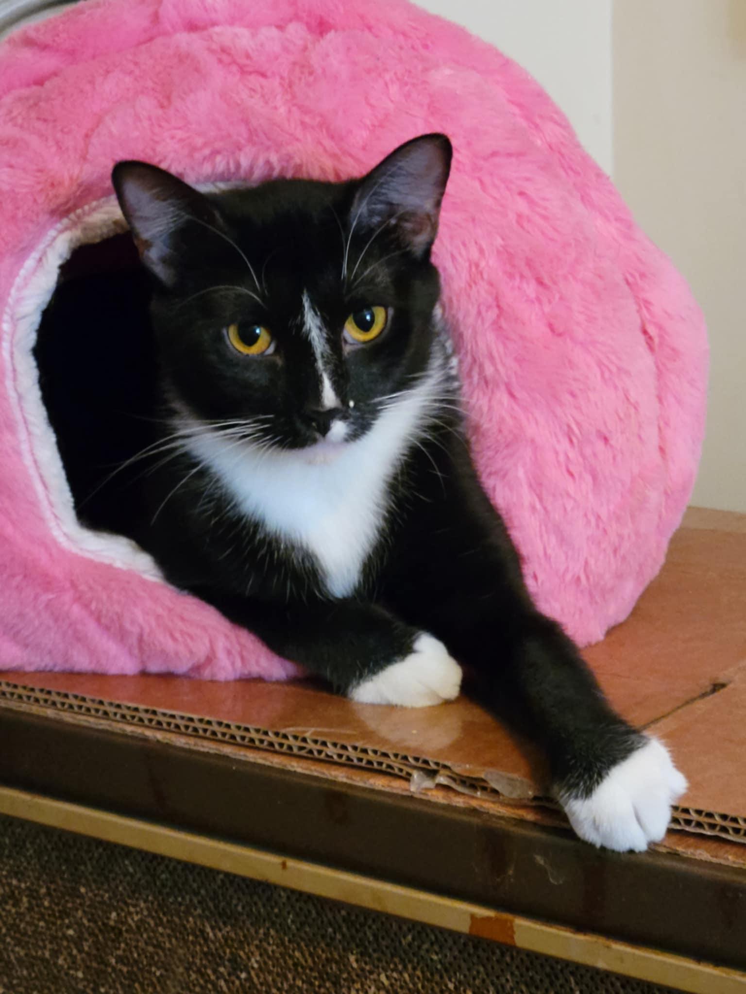 Darcy, a Adoptable mixed breed in Creston, IA image 2/5