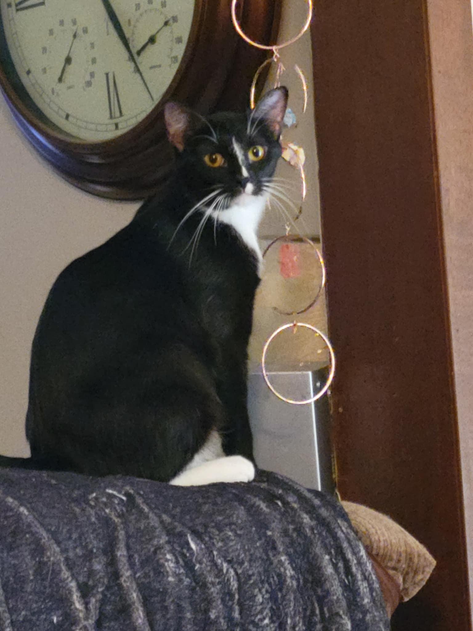 Darcy, a Adoptable mixed breed in Creston, IA image 3/5