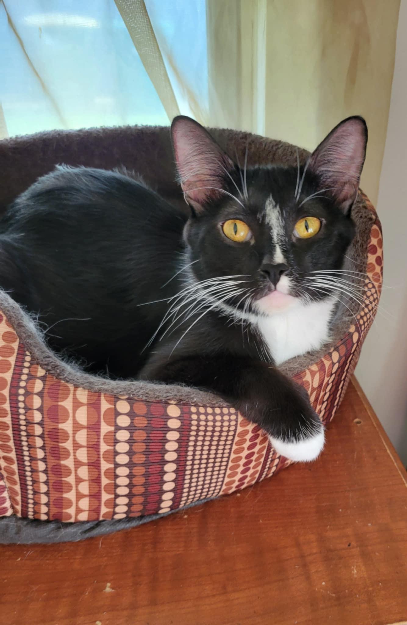 Darcy, Adoptable, Adult Female Domestic Short Hair.