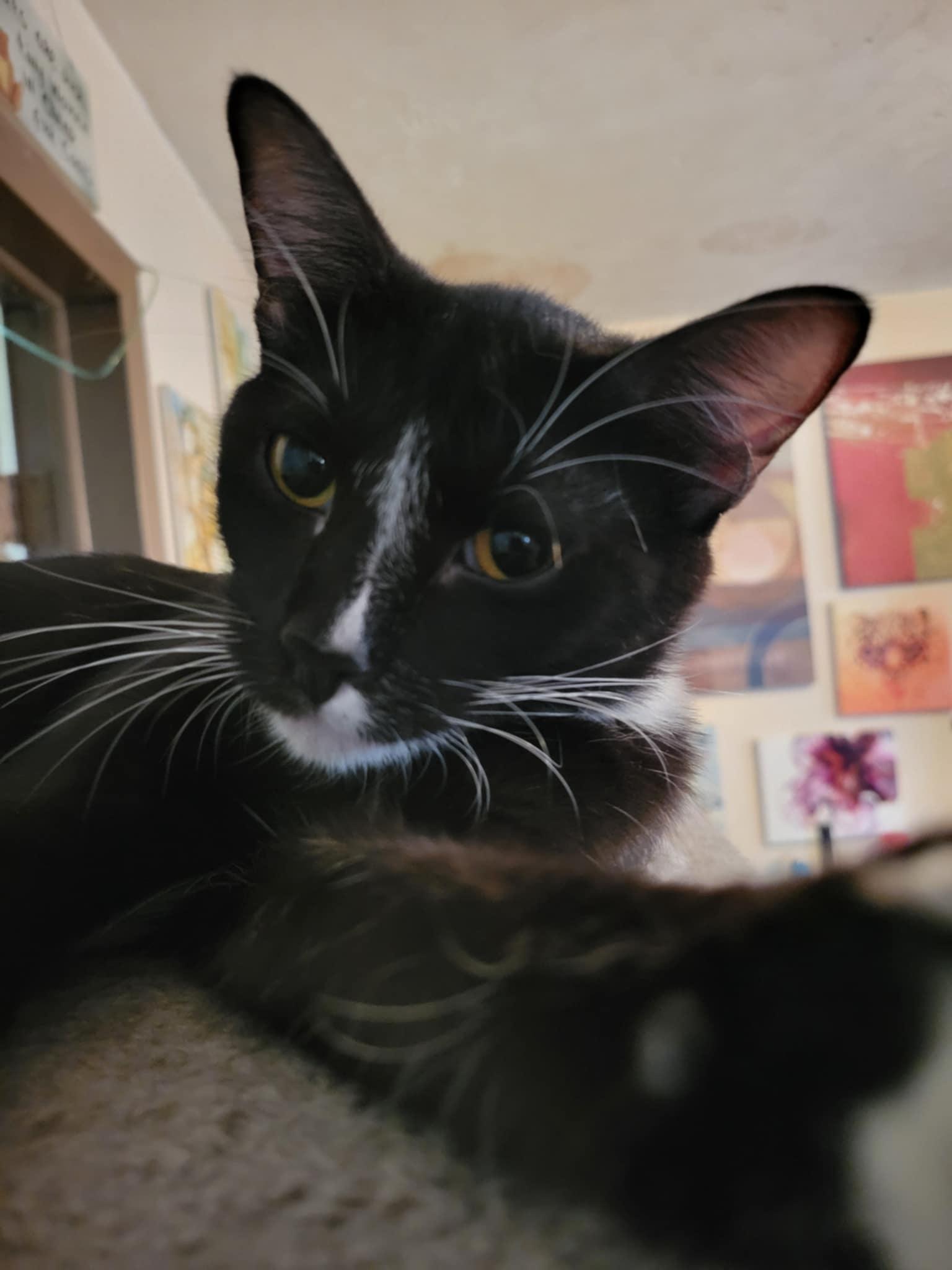 Darcy, Adoptable, Adult Female Domestic Short Hair.