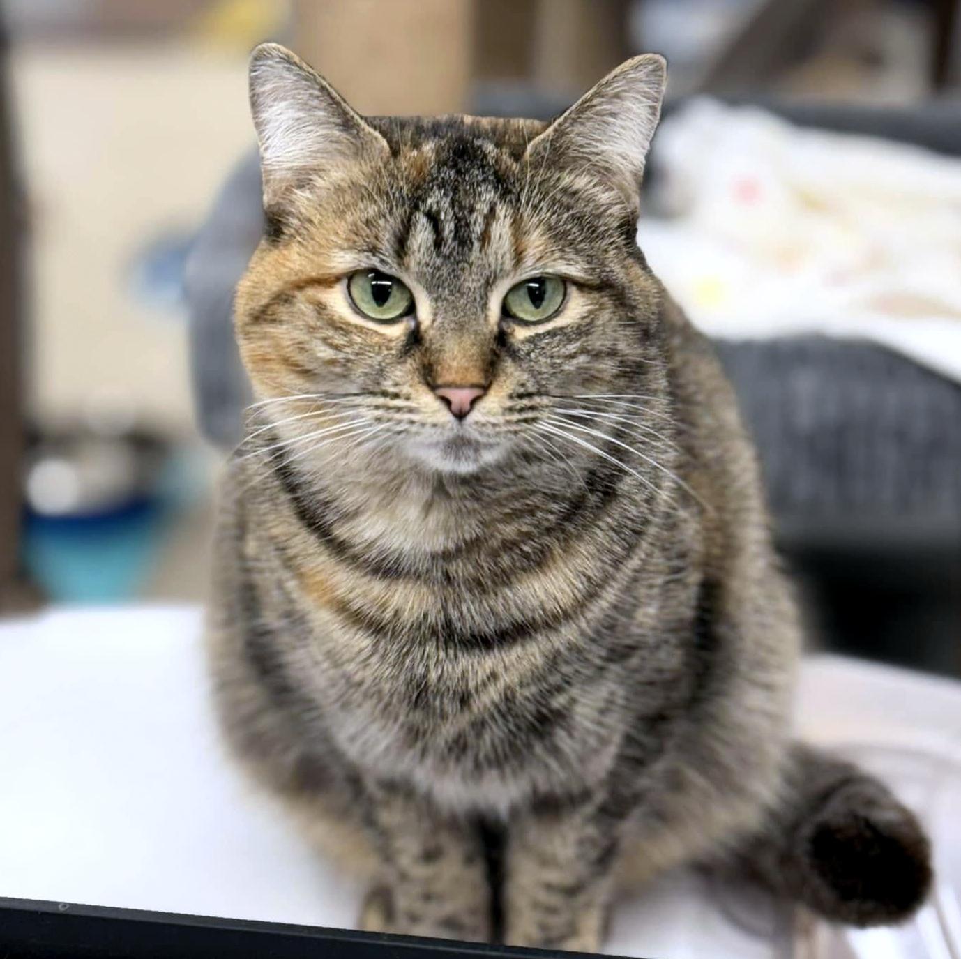 Gracie, ADOPTABLE, Adult Female Domestic Short Hair.