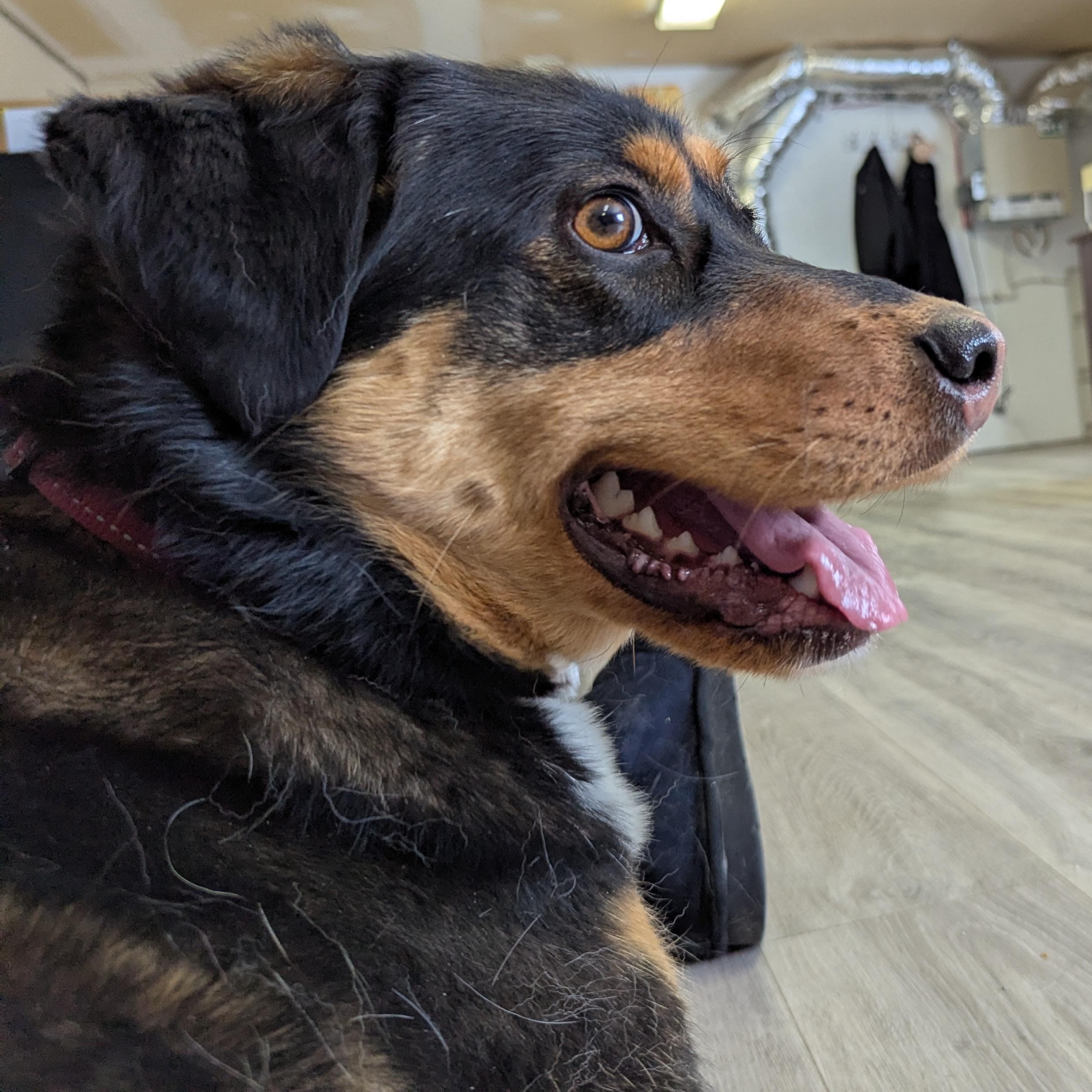 Enlarge Stevie Nicks, an adopted Mixed Breed in Morden, MB image 2/5