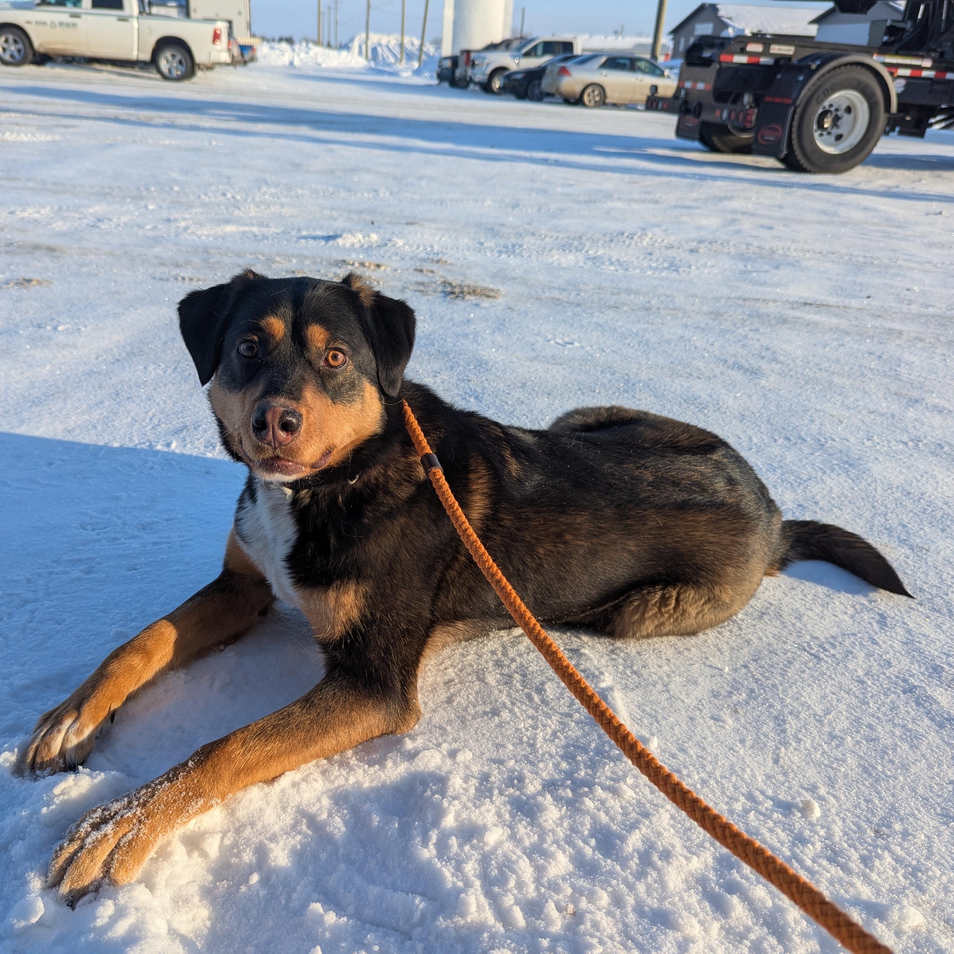 Enlarge Stevie Nicks, an adopted Mixed Breed in Morden, MB image 5/5