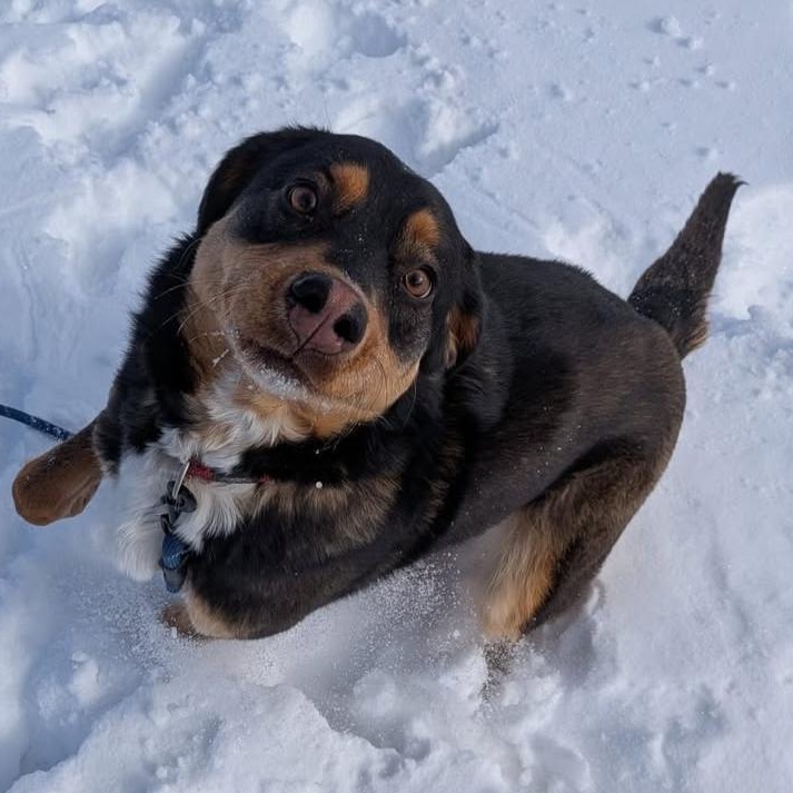Enlarge Stevie Nicks, an adopted Mixed Breed in Morden, MB image 4/5