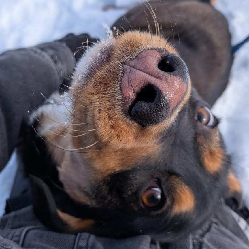 Enlarge Stevie Nicks, an adopted Mixed Breed in Morden, MB image 1/5