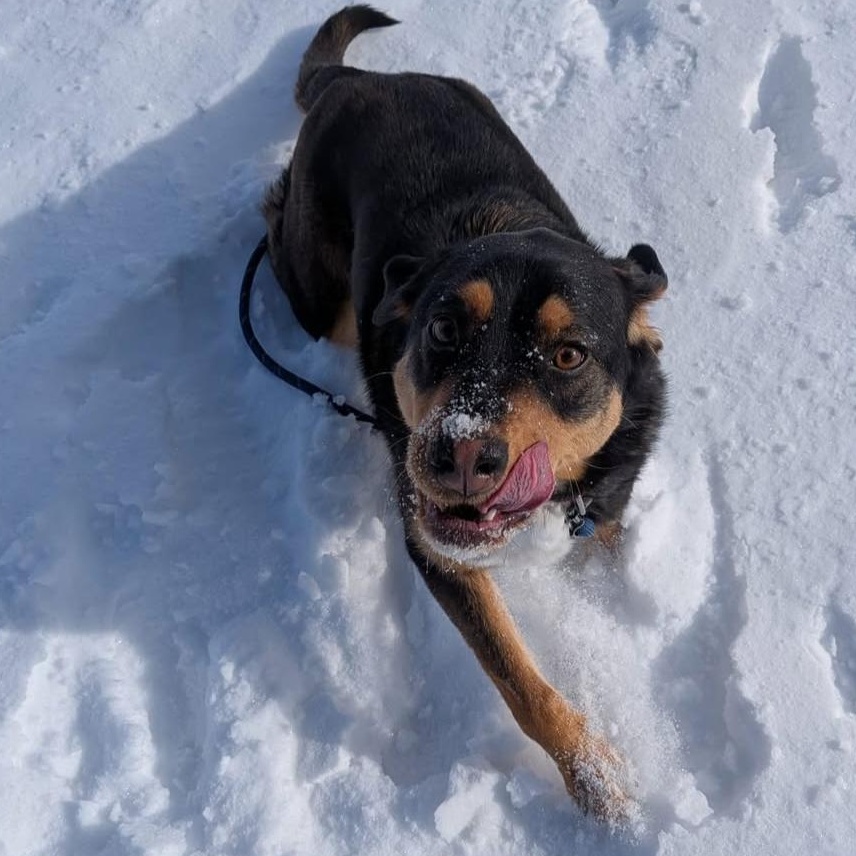 Enlarge Stevie Nicks, an adopted Mixed Breed in Morden, MB image 3/5