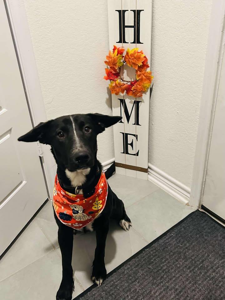 Brooke, Adoptable, Young Female Black Labrador Retriever.