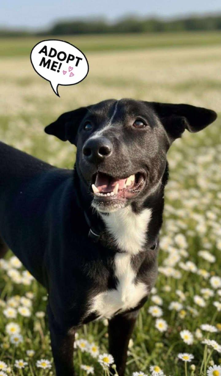 Brooke, a Adoptable mixed breed in Cibolo, TX image 2/5