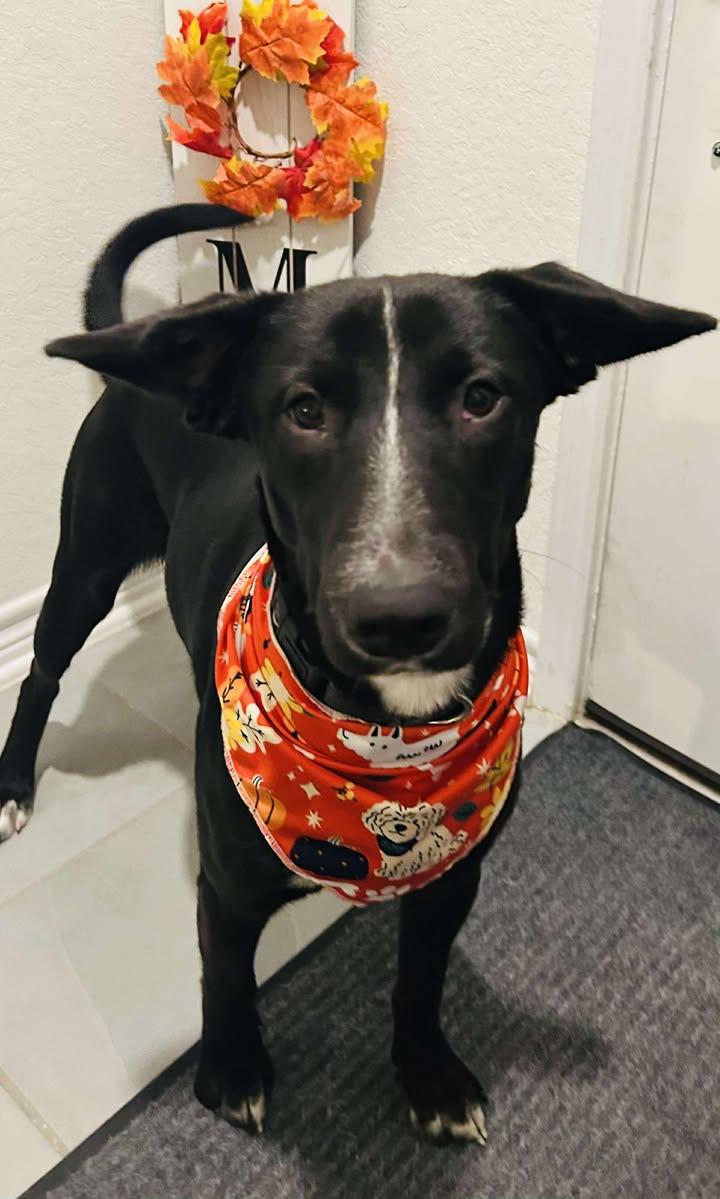 Brooke, a Adoptable mixed breed in Cibolo, TX image 3/5