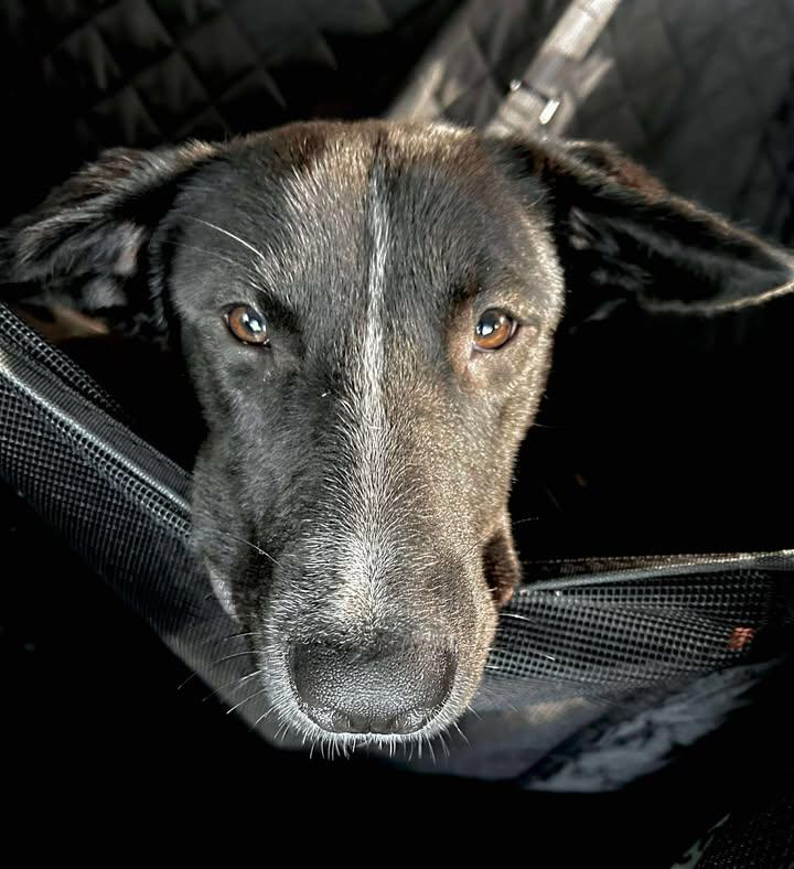 Brooke, a Adoptable mixed breed in Cibolo, TX image 4/5