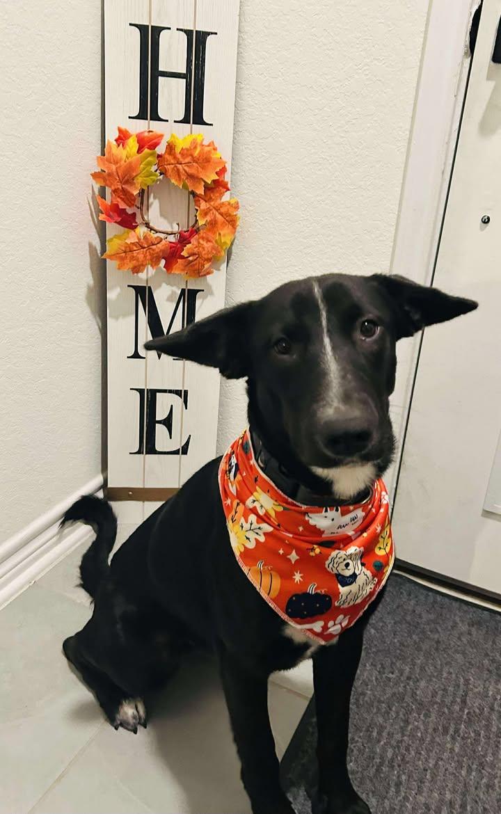 Brooke, a Adoptable mixed breed in Cibolo, TX image 5/5