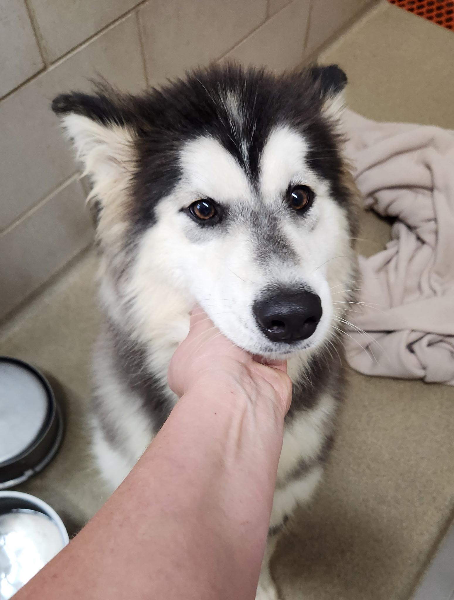 Raisin, adoptable, Young Female Husky.