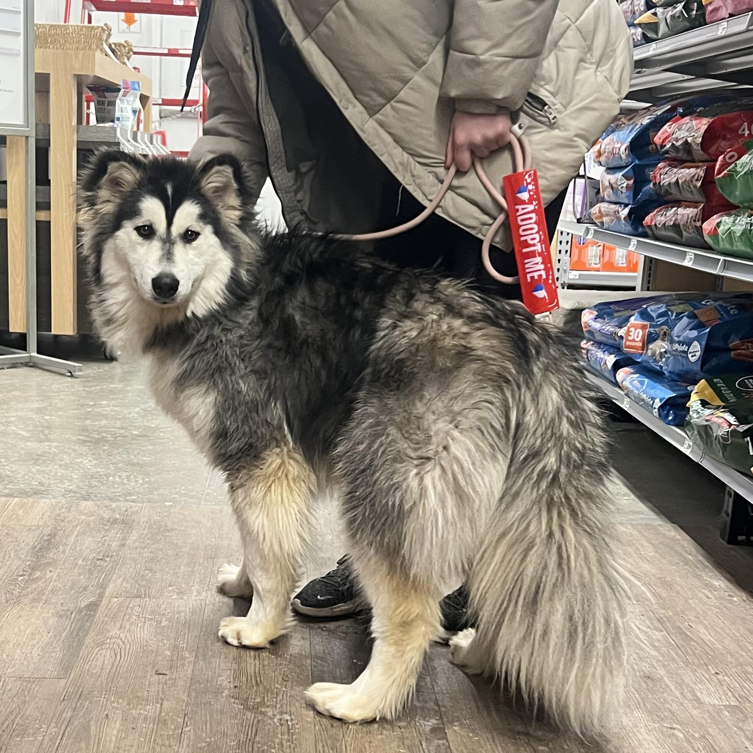 Raisin, adoptable, Young Female Husky.