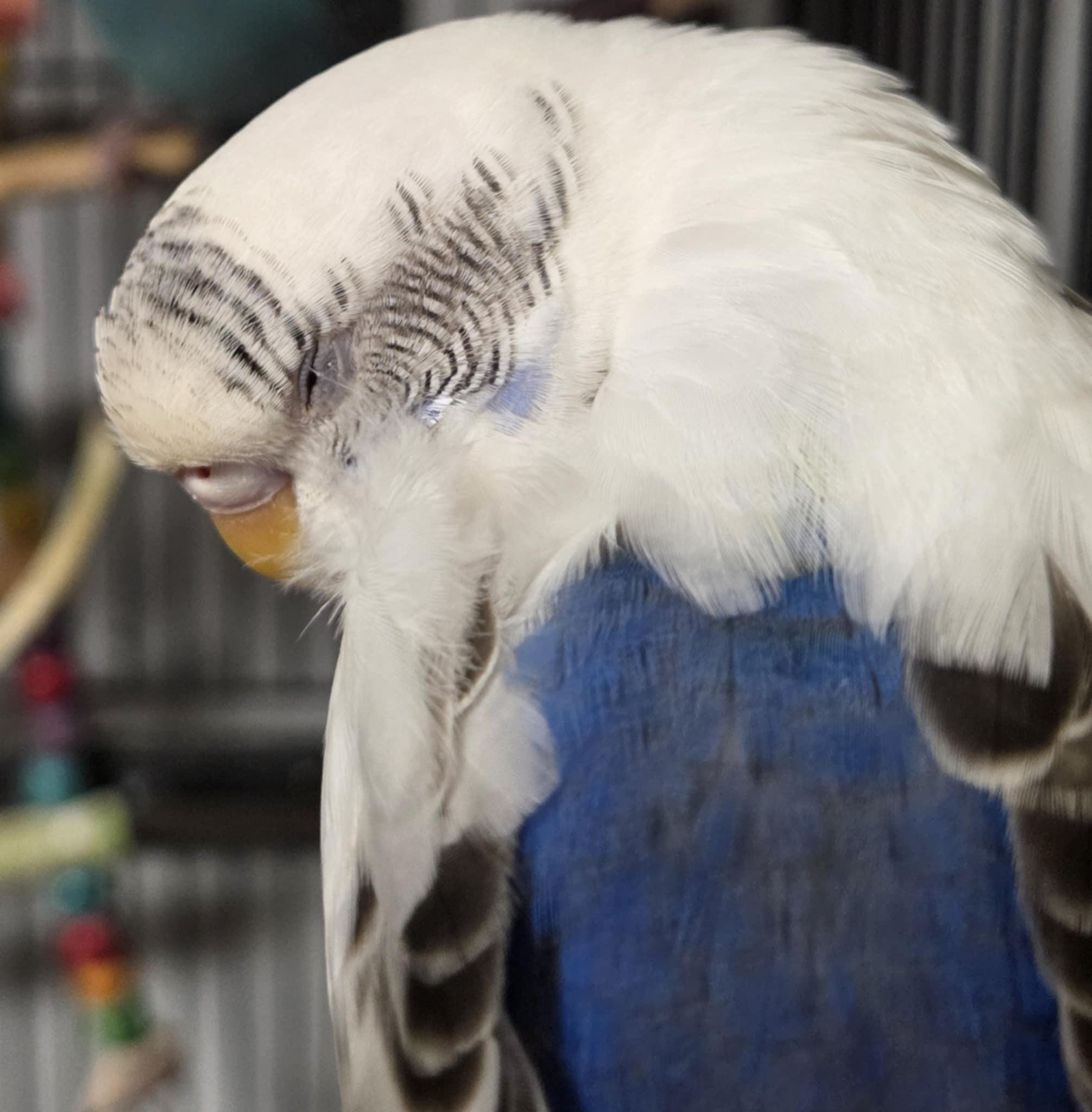 Sleepy, Adult Female unknown