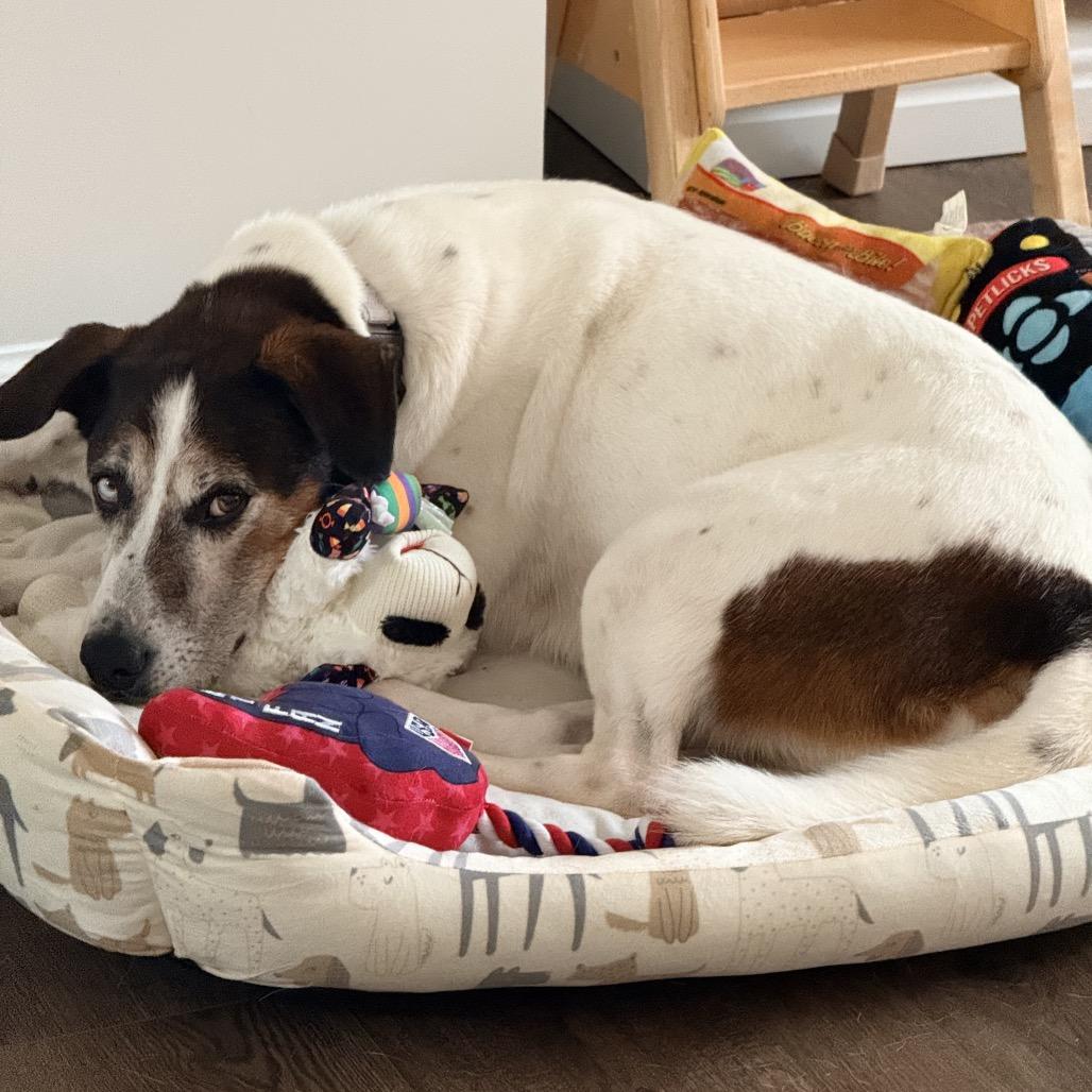 Lurch, Adoptable, Adult Male Mixed Breed & None.