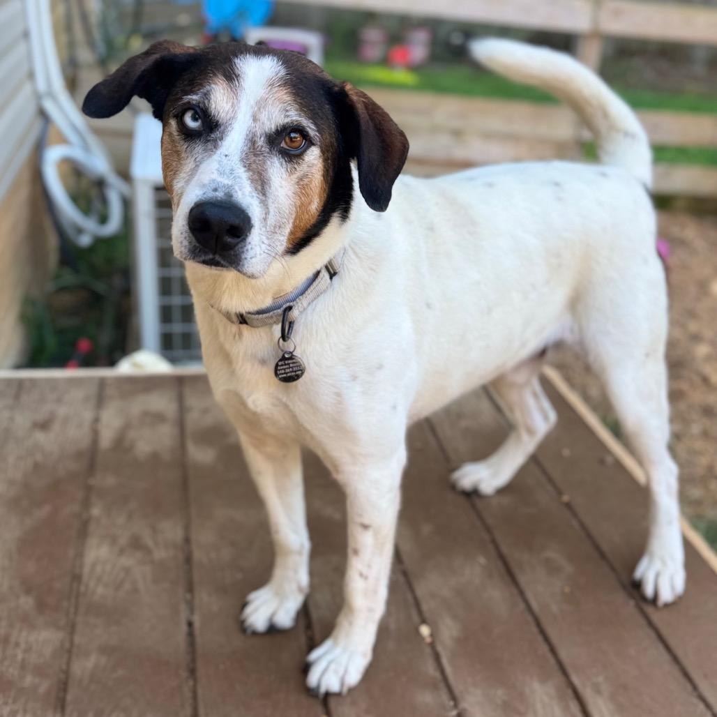 Enlarge Lurch, a Adoptable Mixed Breed in Fredericksburg, VA image 3/6
