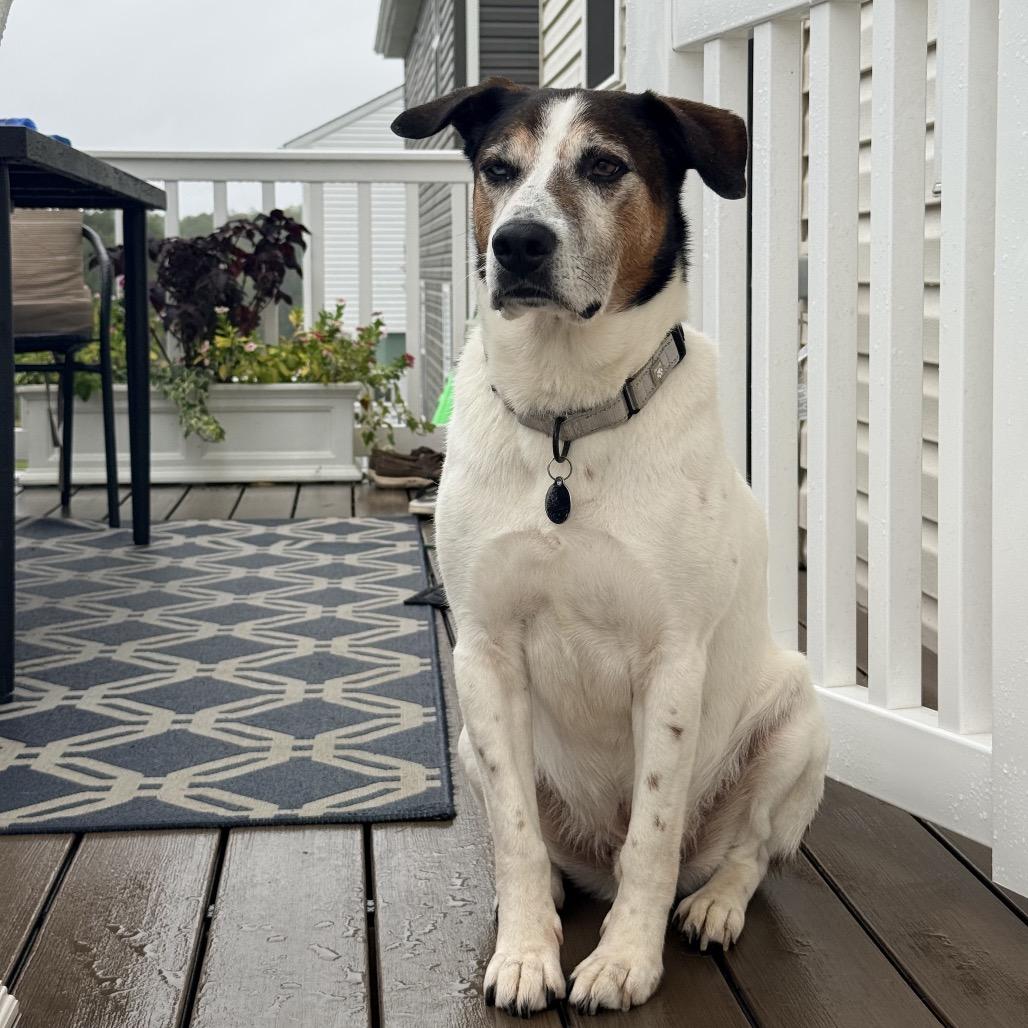 Enlarge Lurch, a Adoptable Mixed Breed in Fredericksburg, VA image 4/6