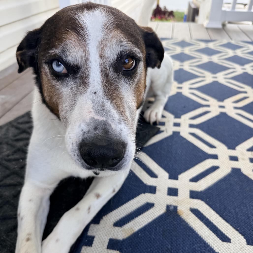 Enlarge Lurch, a Adoptable Mixed Breed in Fredericksburg, VA image 5/6