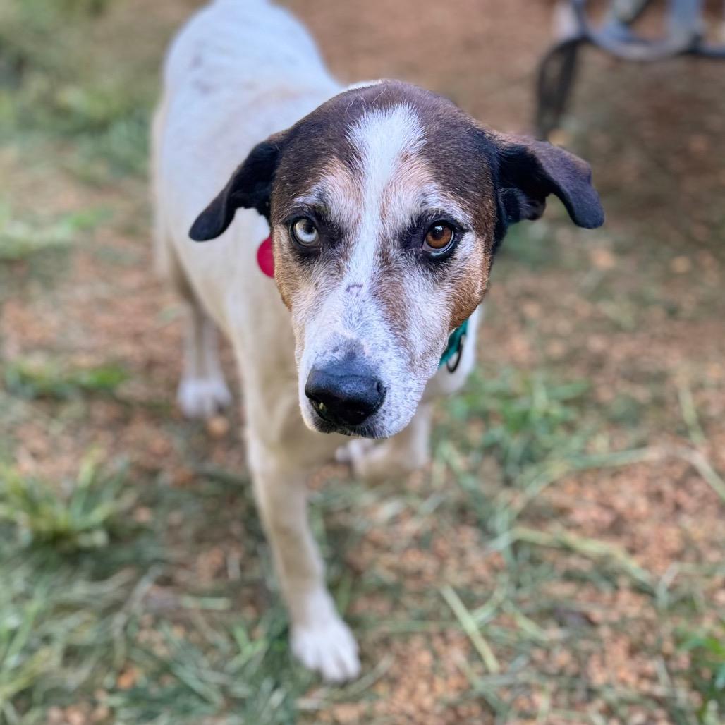 Enlarge Lurch, a Adoptable Mixed Breed in Fredericksburg, VA image 6/6
