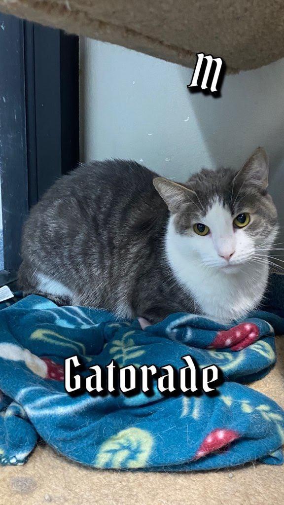 Gatorade, Adoptable, Adult Male Domestic Short Hair.