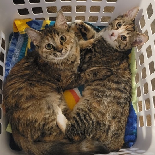 Enlarge Daisy and Rose "Bonded Pair", a Adopted Domestic Medium Hair in Mount Juliet, TN image 5/5