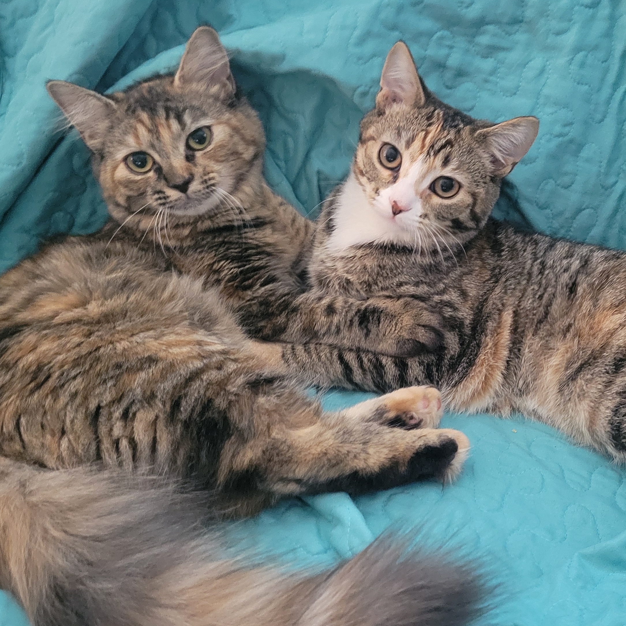 Cat for adoption Daisy and Rose "Bonded Pair", a Domestic Medium Hair