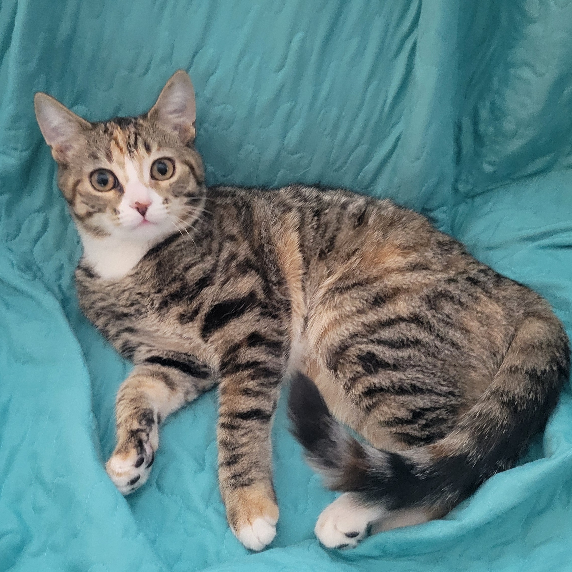 Enlarge Daisy and Rose "Bonded Pair", a Adopted Domestic Medium Hair in Mount Juliet, TN image 3/5