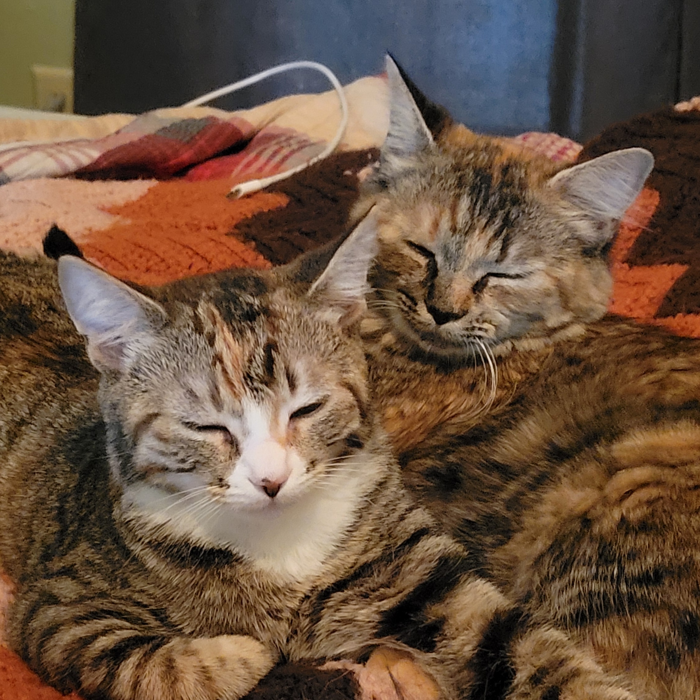 Enlarge Daisy and Rose "Bonded Pair", a Adopted Domestic Medium Hair in Mount Juliet, TN image 2/5