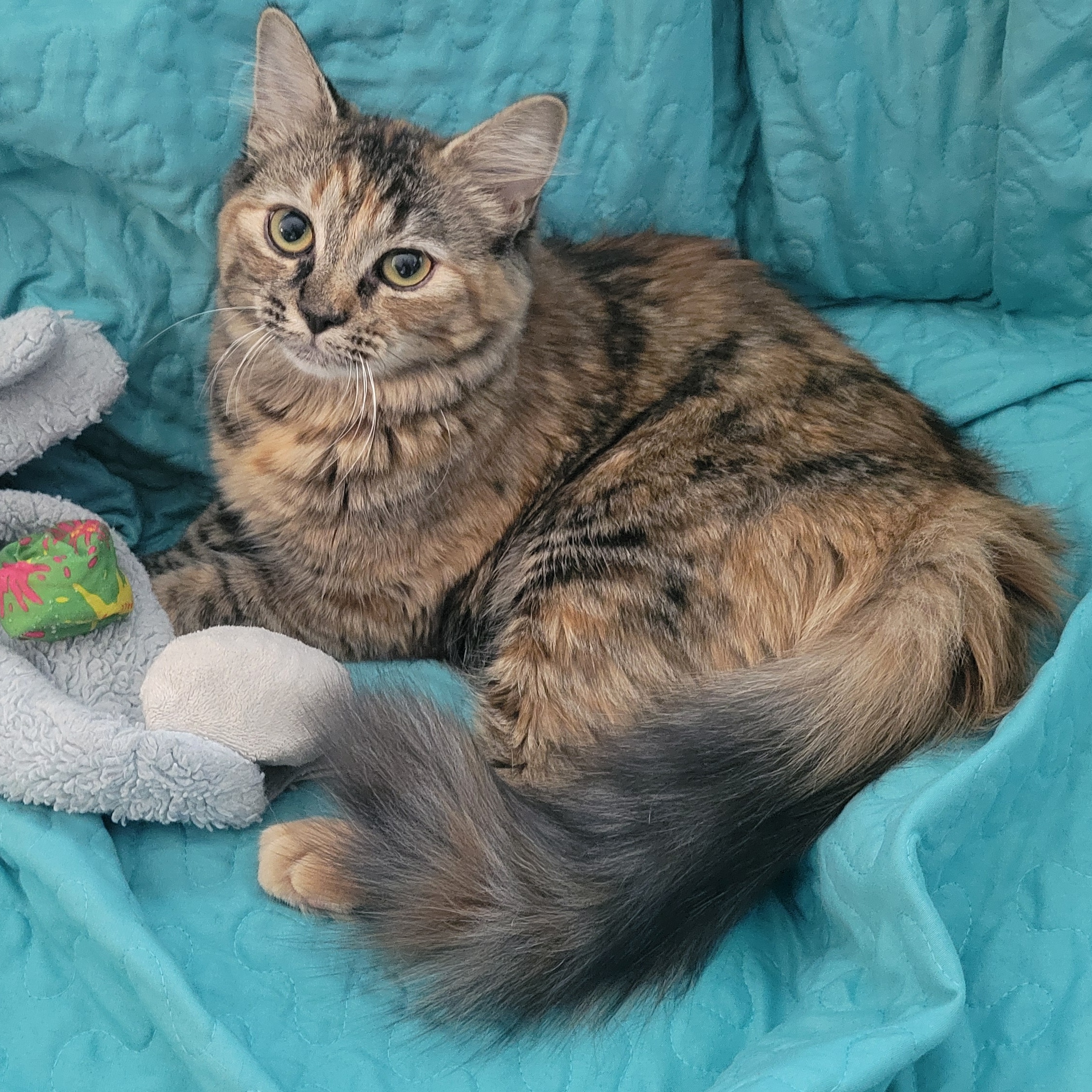 Enlarge Daisy and Rose "Bonded Pair", a Adopted Domestic Medium Hair in Mount Juliet, TN image 4/5