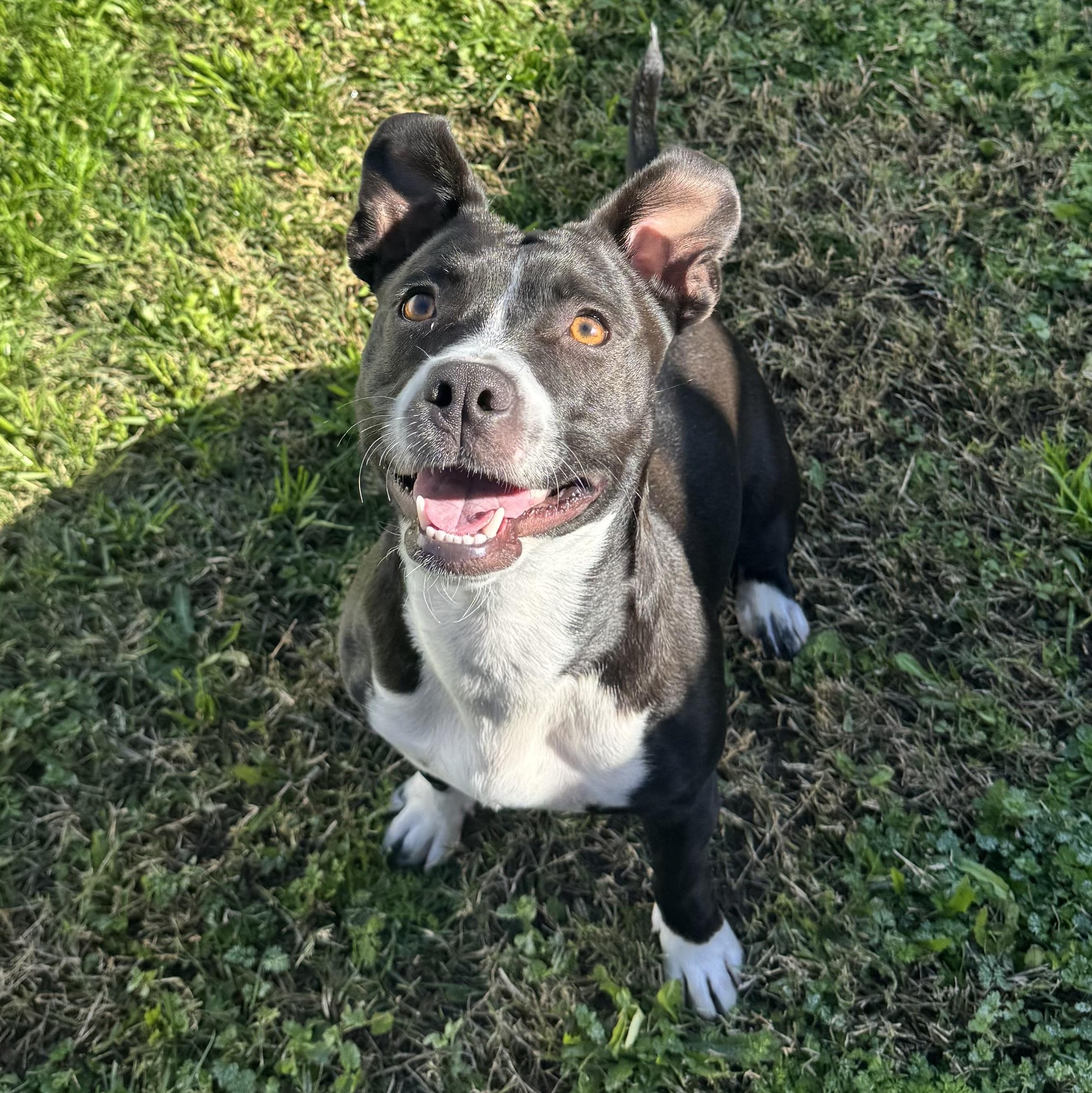 Enlarge Inka, a Adoptable mixed breed in Chandler, AZ image 4/4