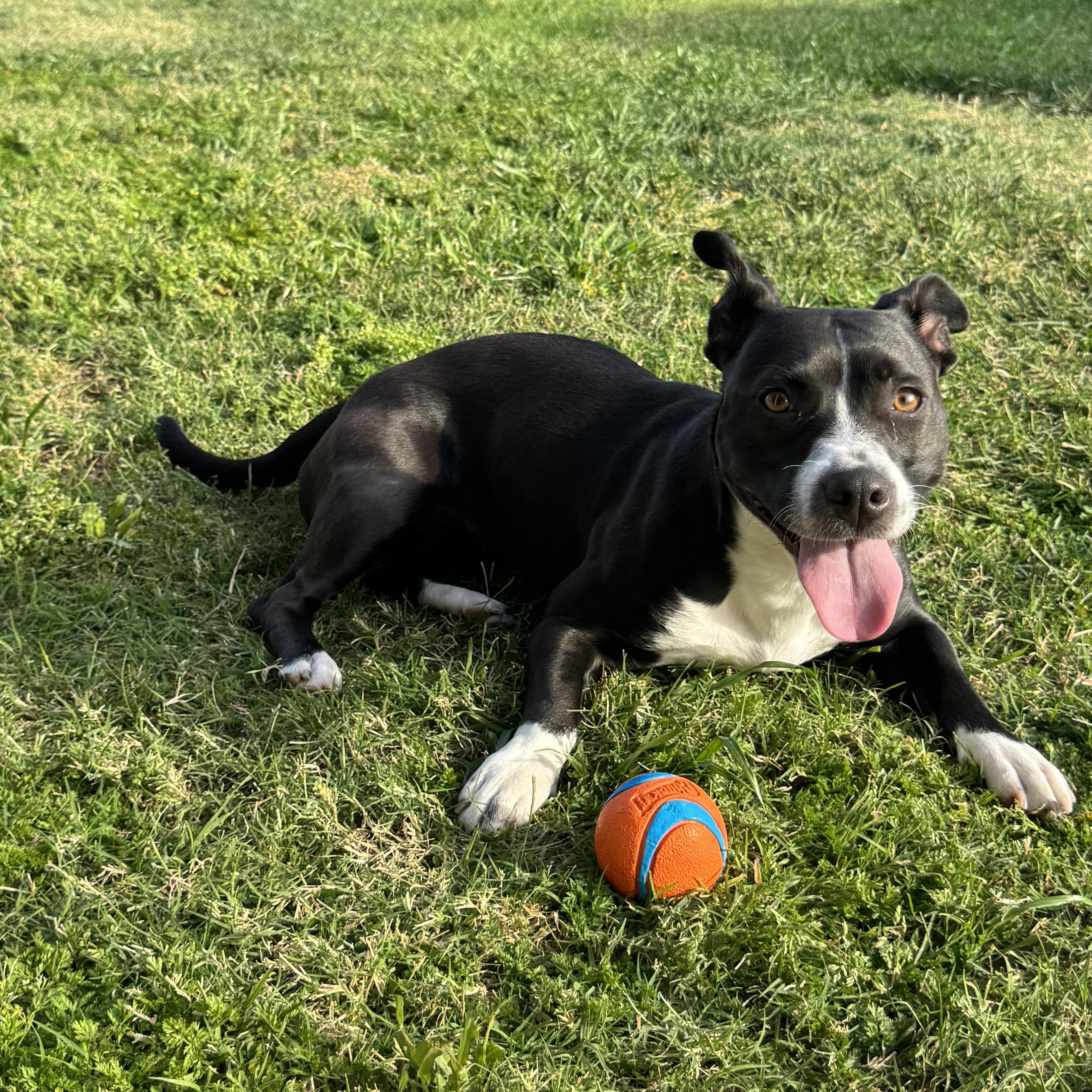 Enlarge Inka, a Adoptable mixed breed in Chandler, AZ image 2/4