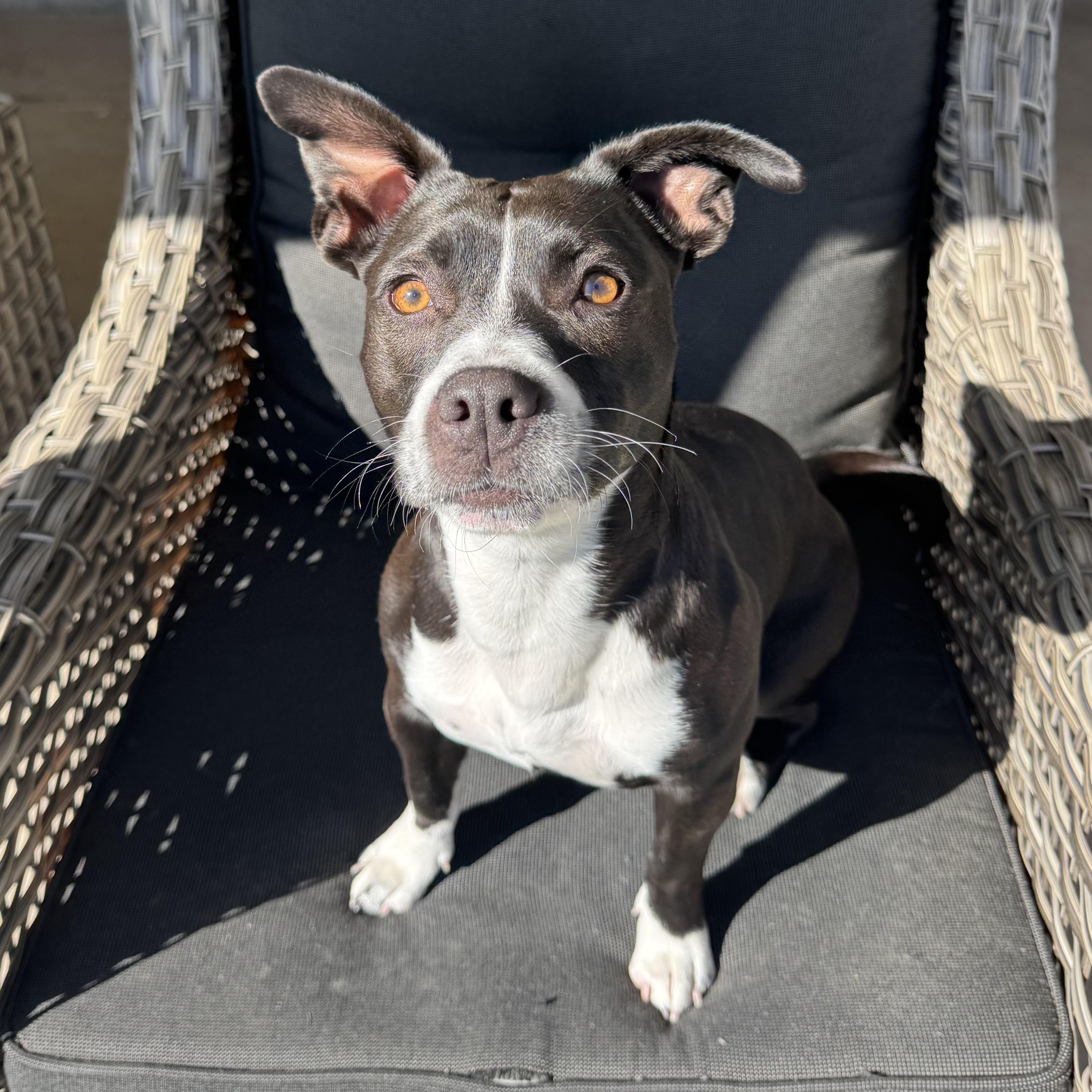 Enlarge Inka, a Adoptable mixed breed in Chandler, AZ image 1/4