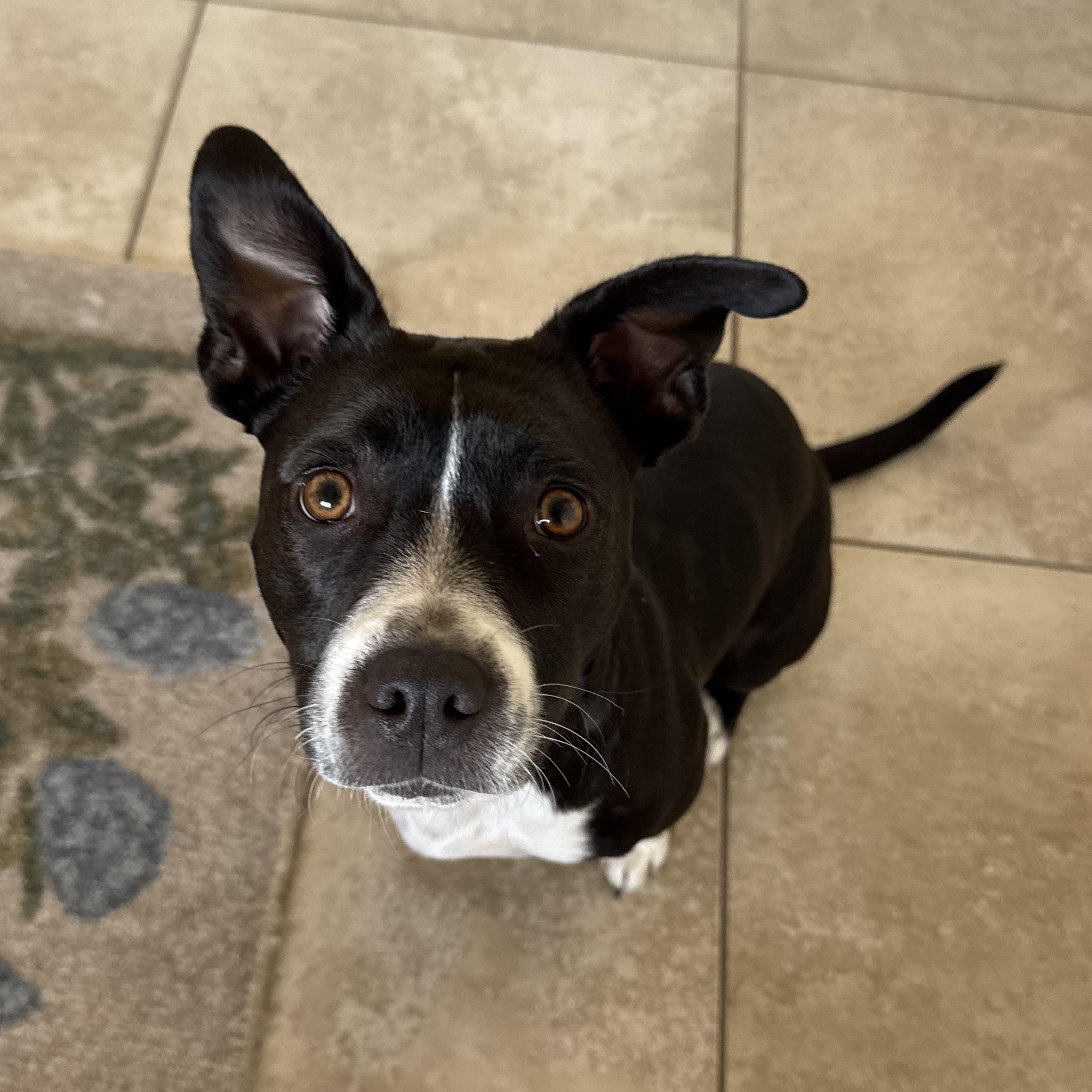 Enlarge Inka, a Adoptable mixed breed in Chandler, AZ image 3/4